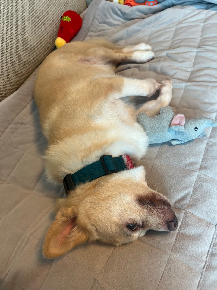 가람이 임보 1주일차입니다 