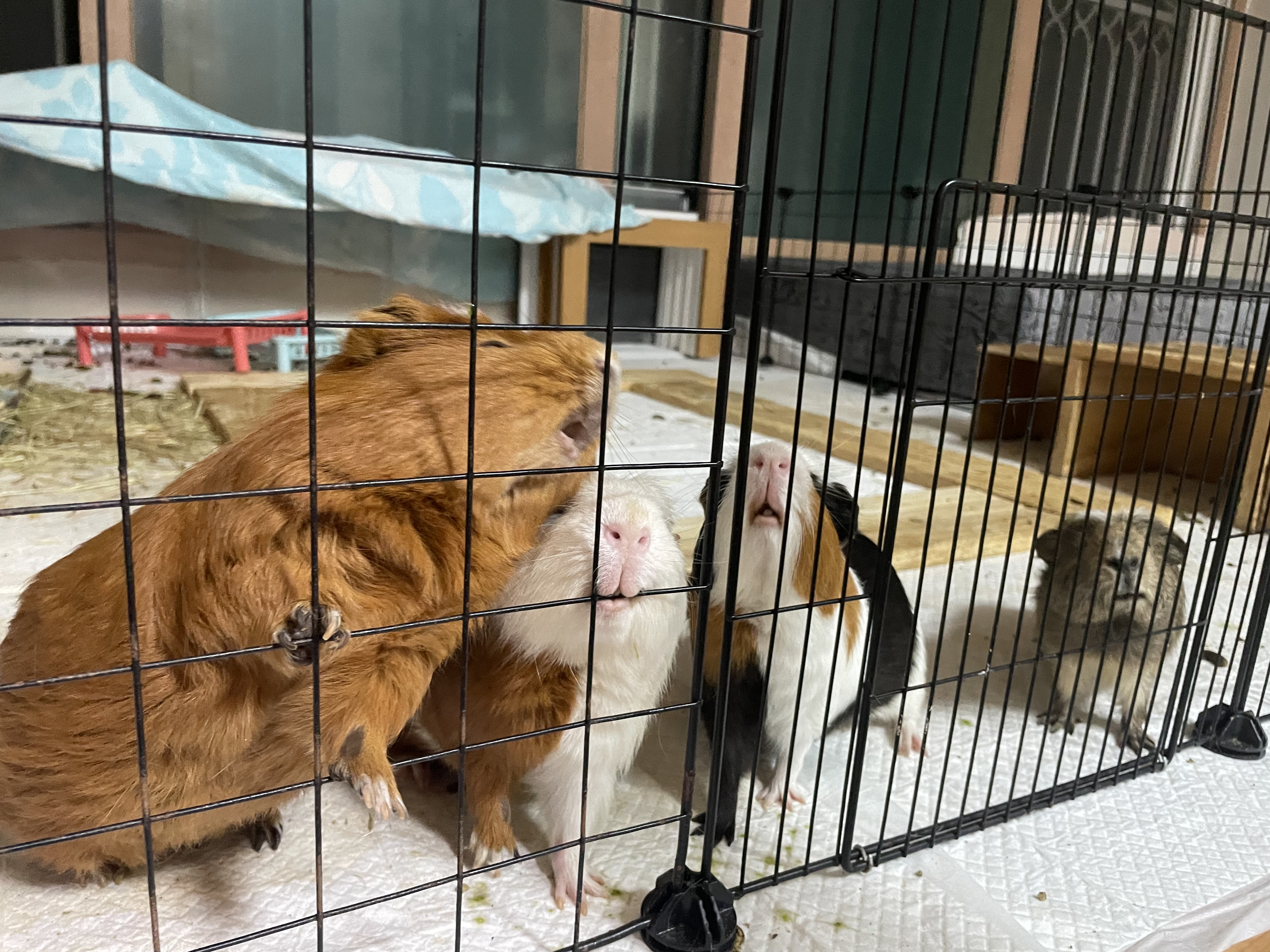 모카(홧팅) 라떼(내라) 2주년