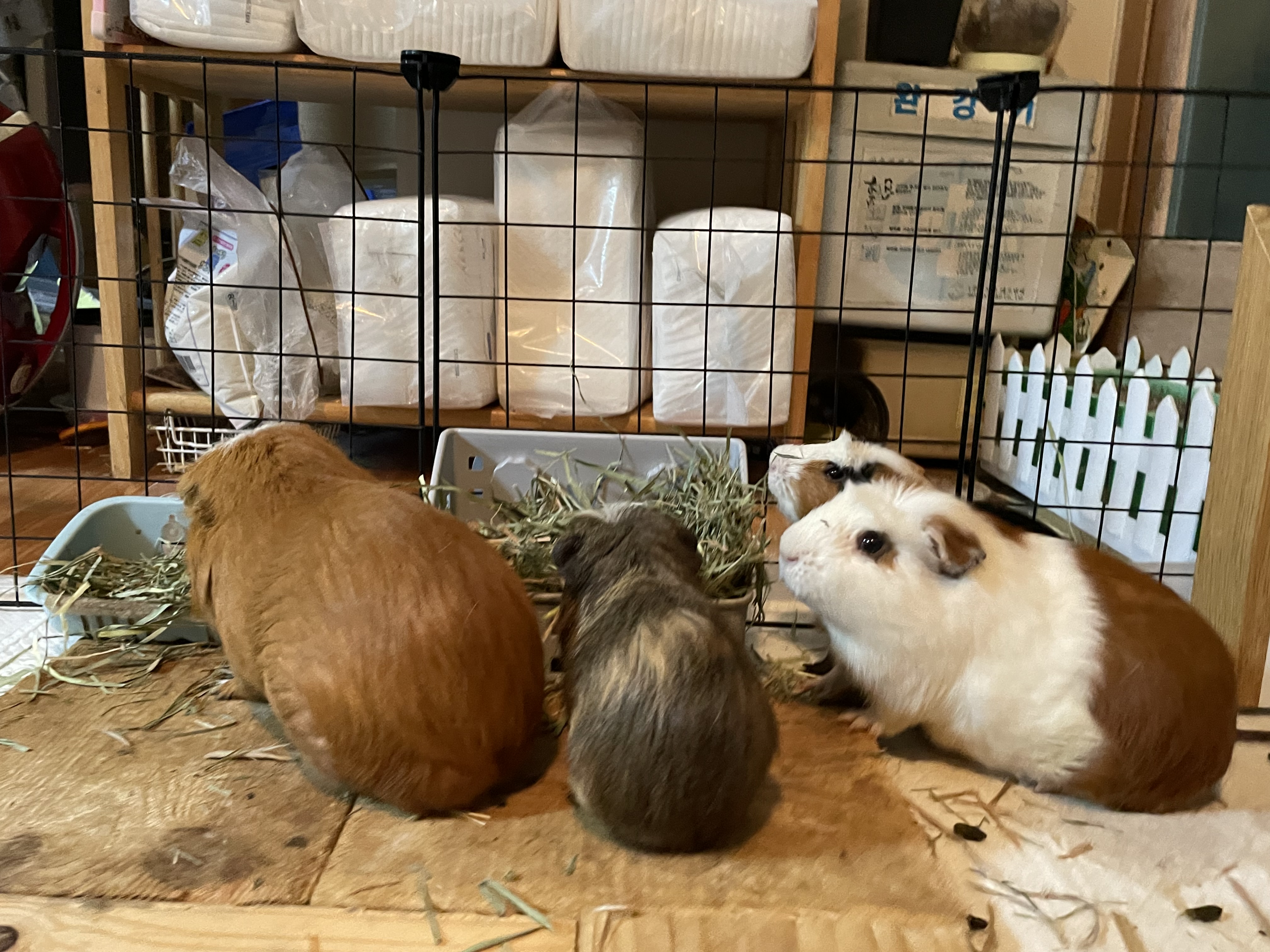 모카(홧팅) 라떼(내라) 2주년