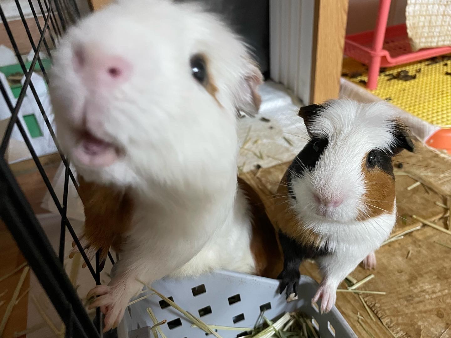 모카(홧팅) 라떼(내라) 2주년