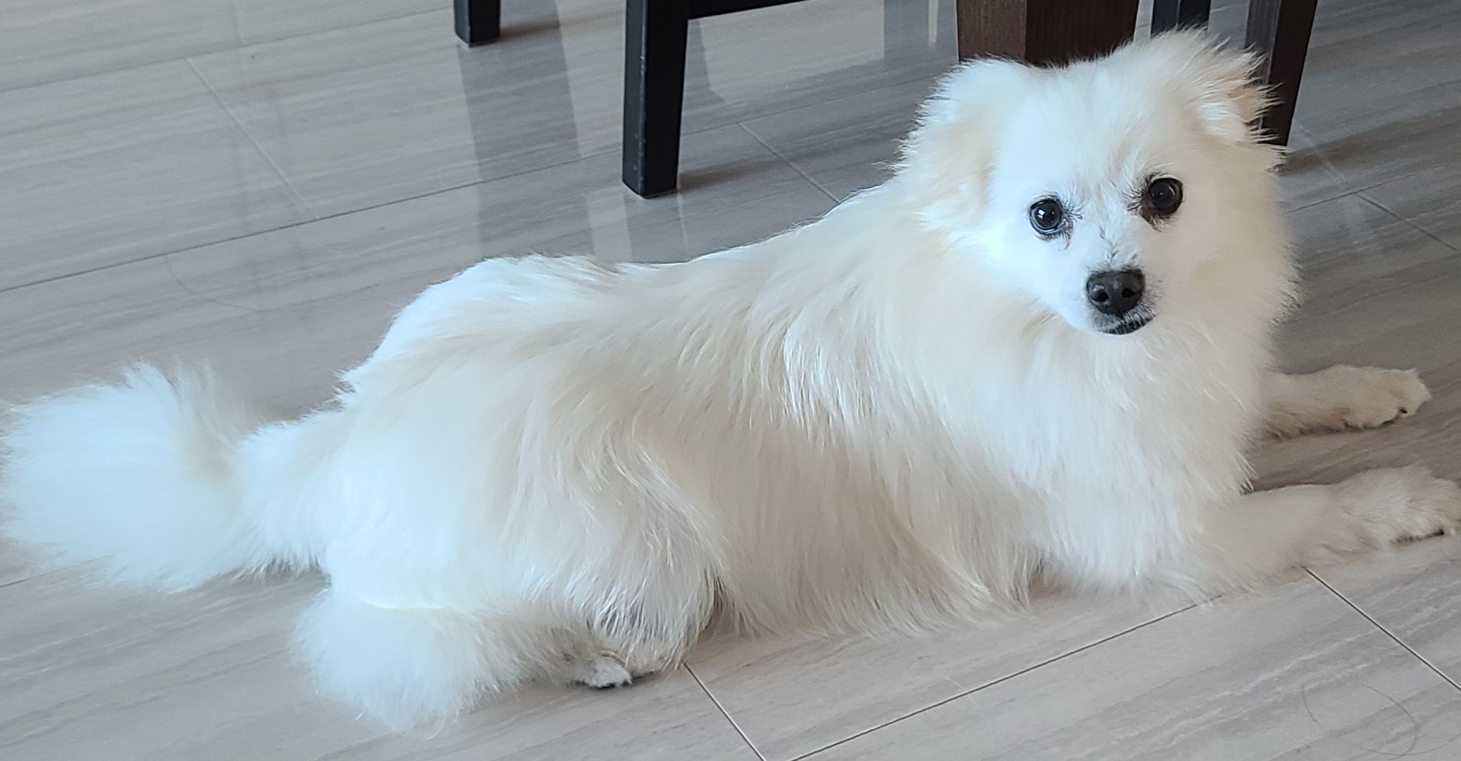 구름 입양후 1년