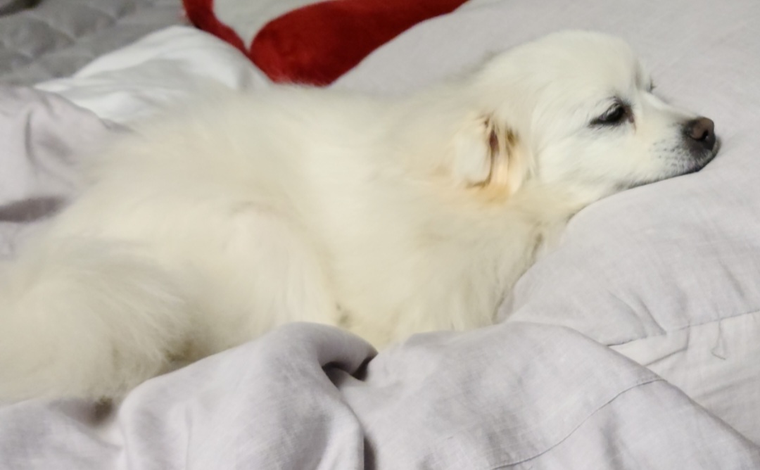 구름 입양후 1년