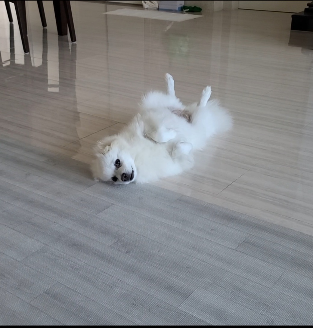 구름 입양후 1년