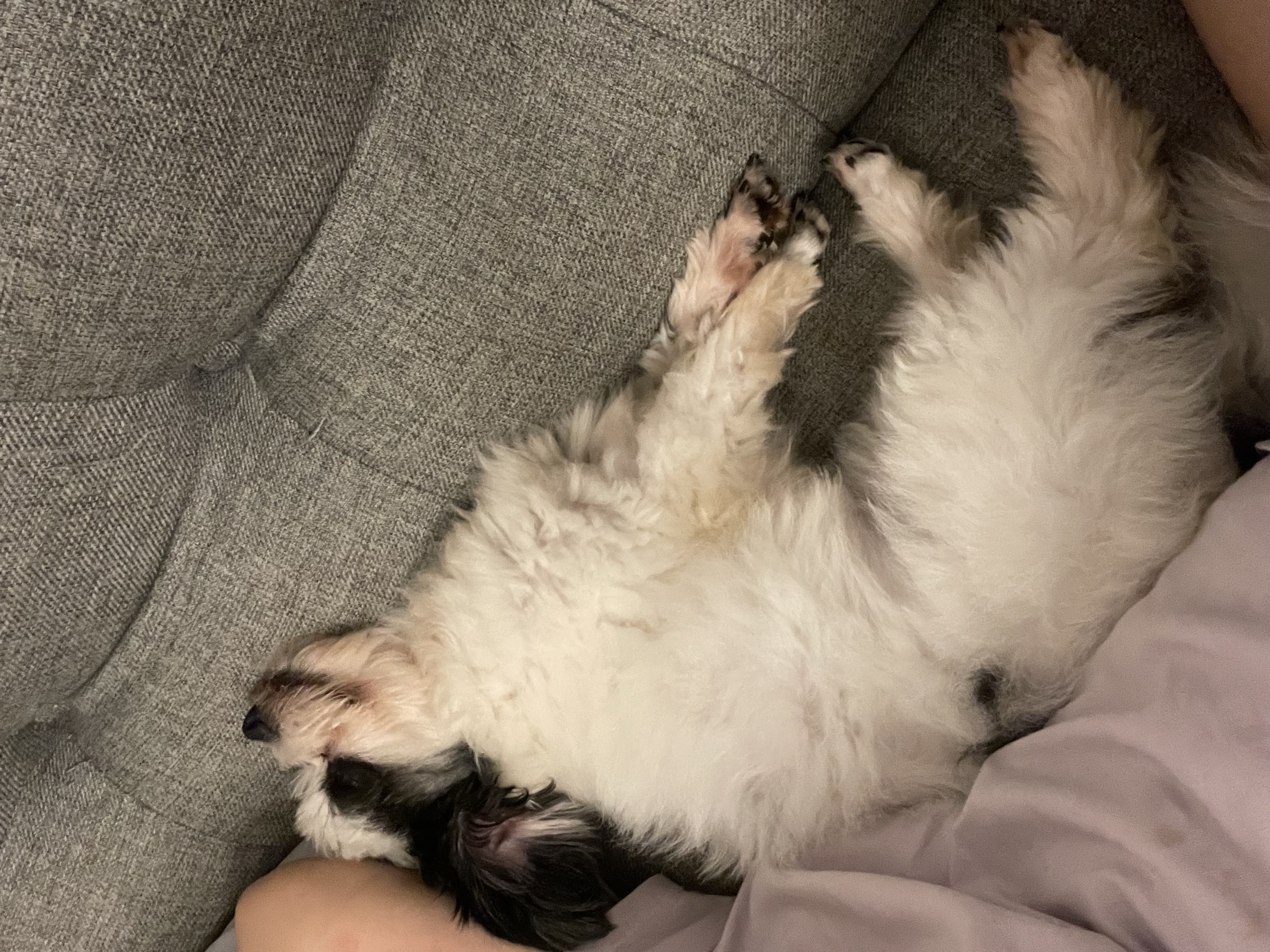 사랑스럽고 똑똑한 포아 입양 후기입니다!