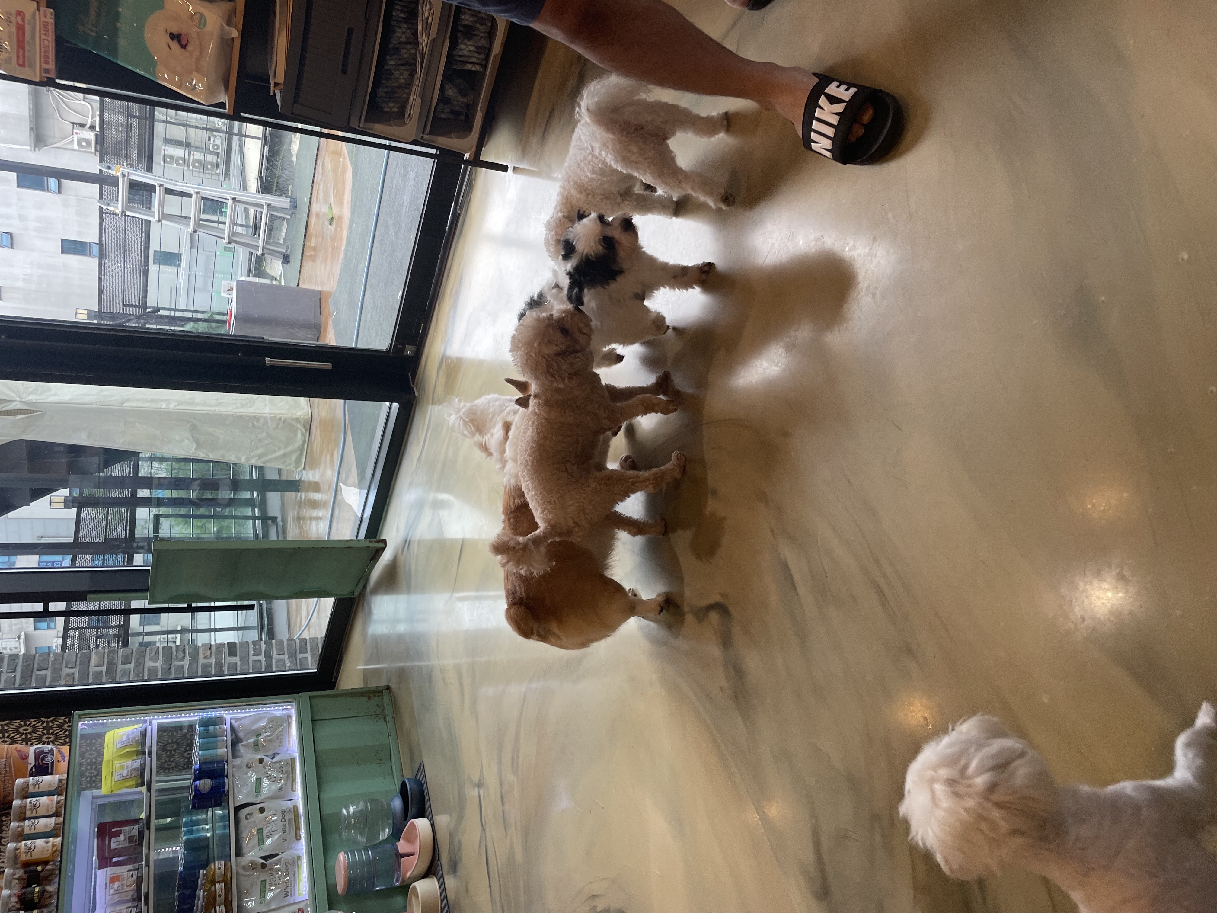 사랑스럽고 똑똑한 포아 입양 후기입니다!