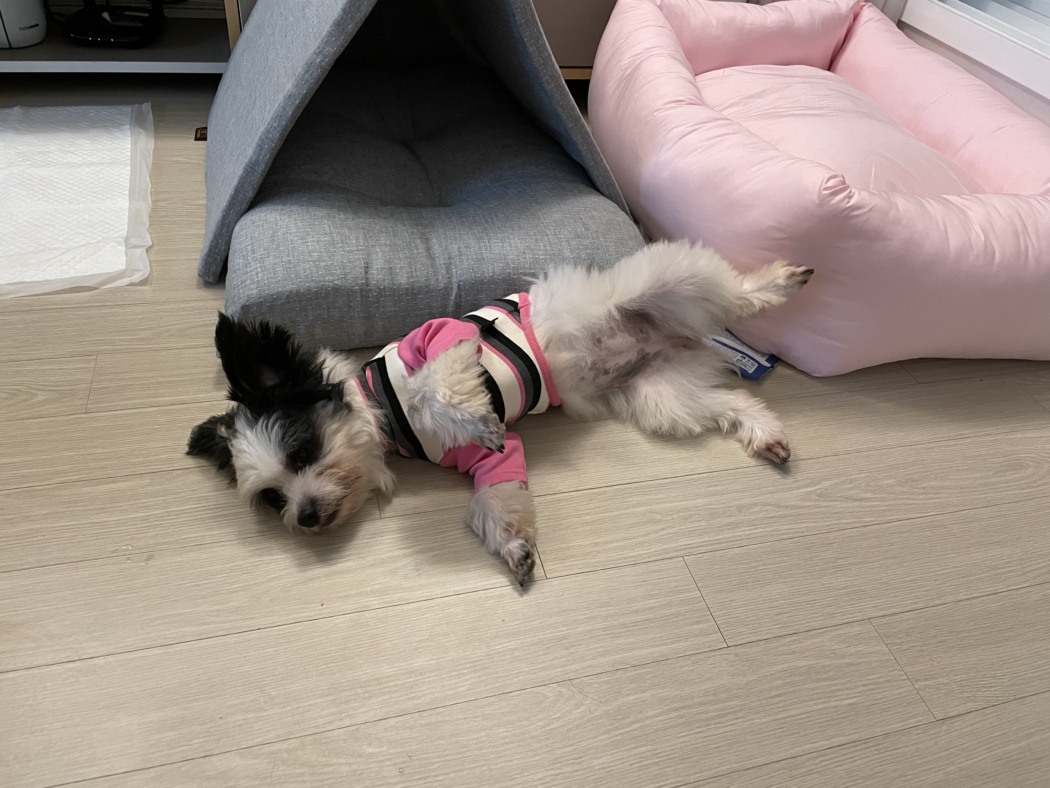 사랑스럽고 똑똑한 포아 입양 후기입니다!