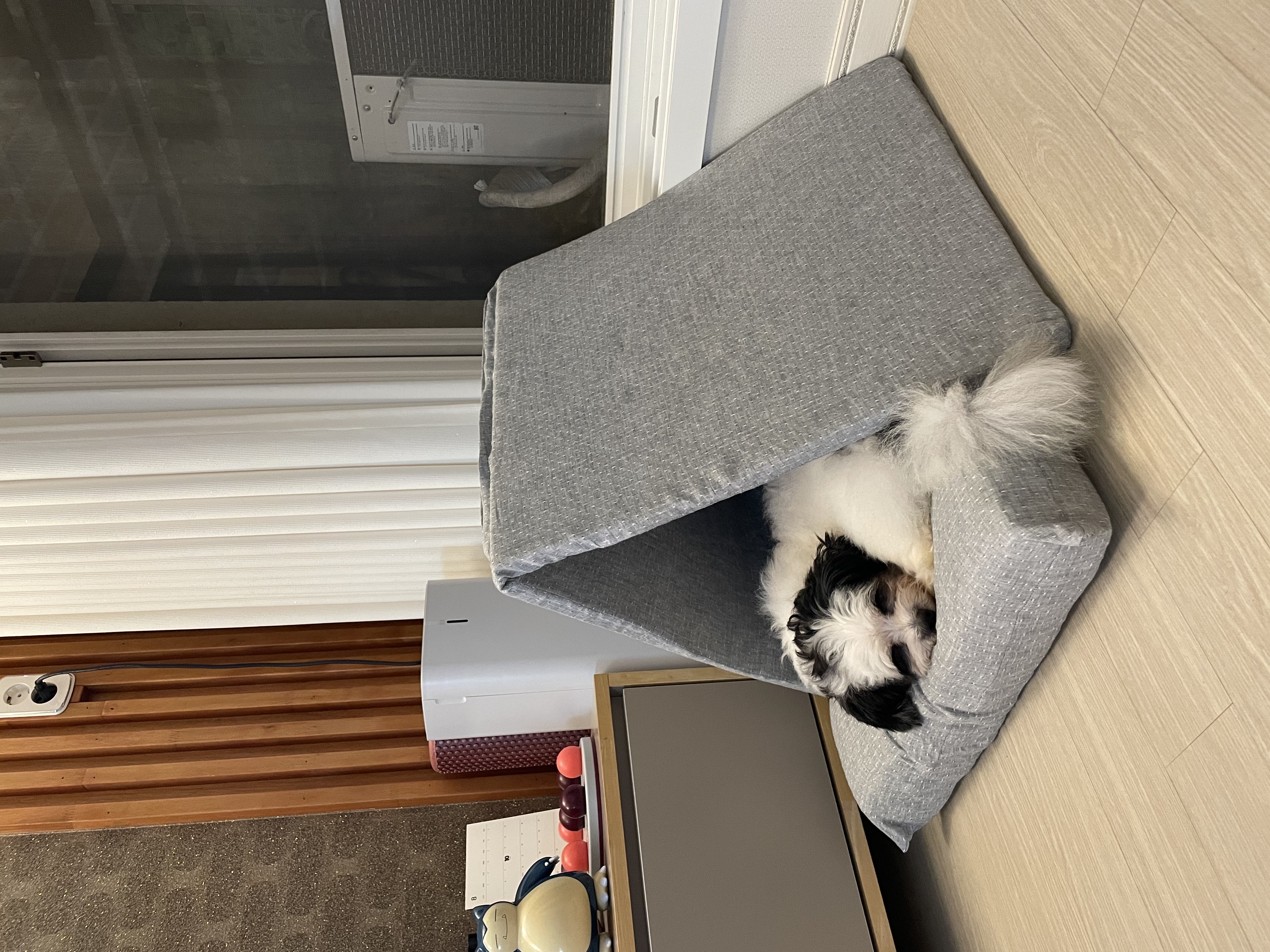 사랑스럽고 똑똑한 포아 입양 후기입니다!