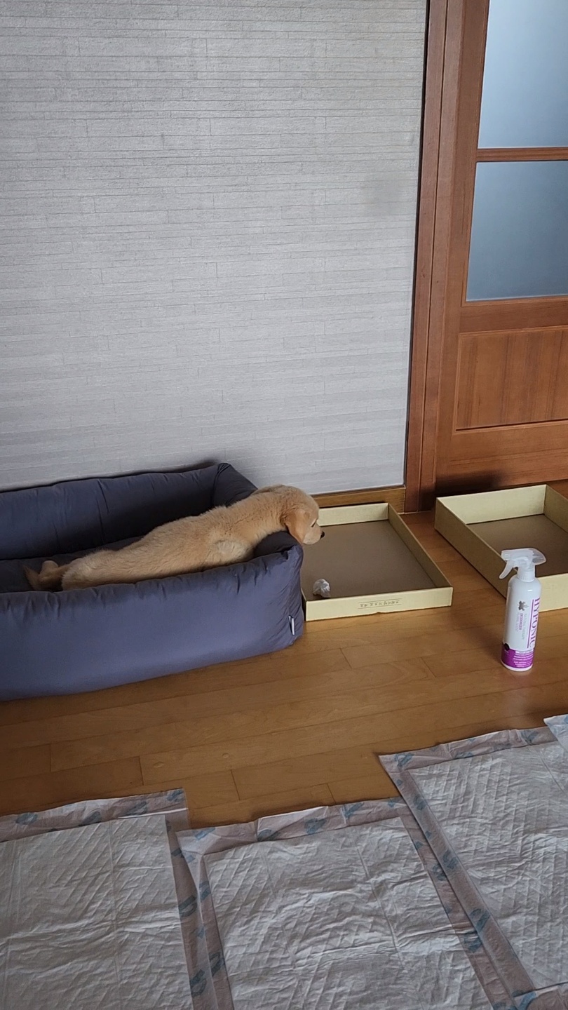 미카(사온이) 1주일차 후기