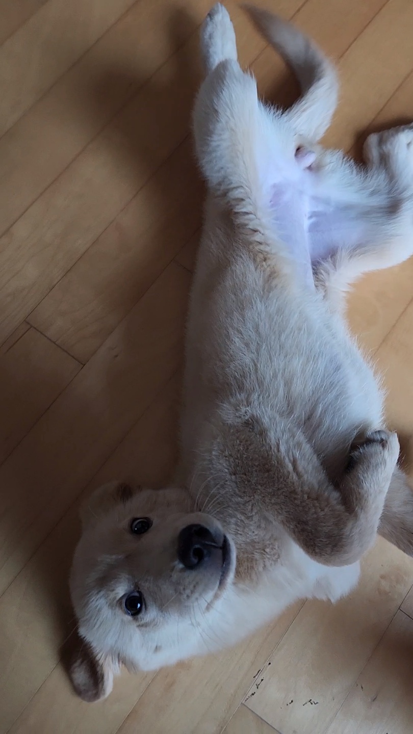 미카(사온이) 1주일차 후기