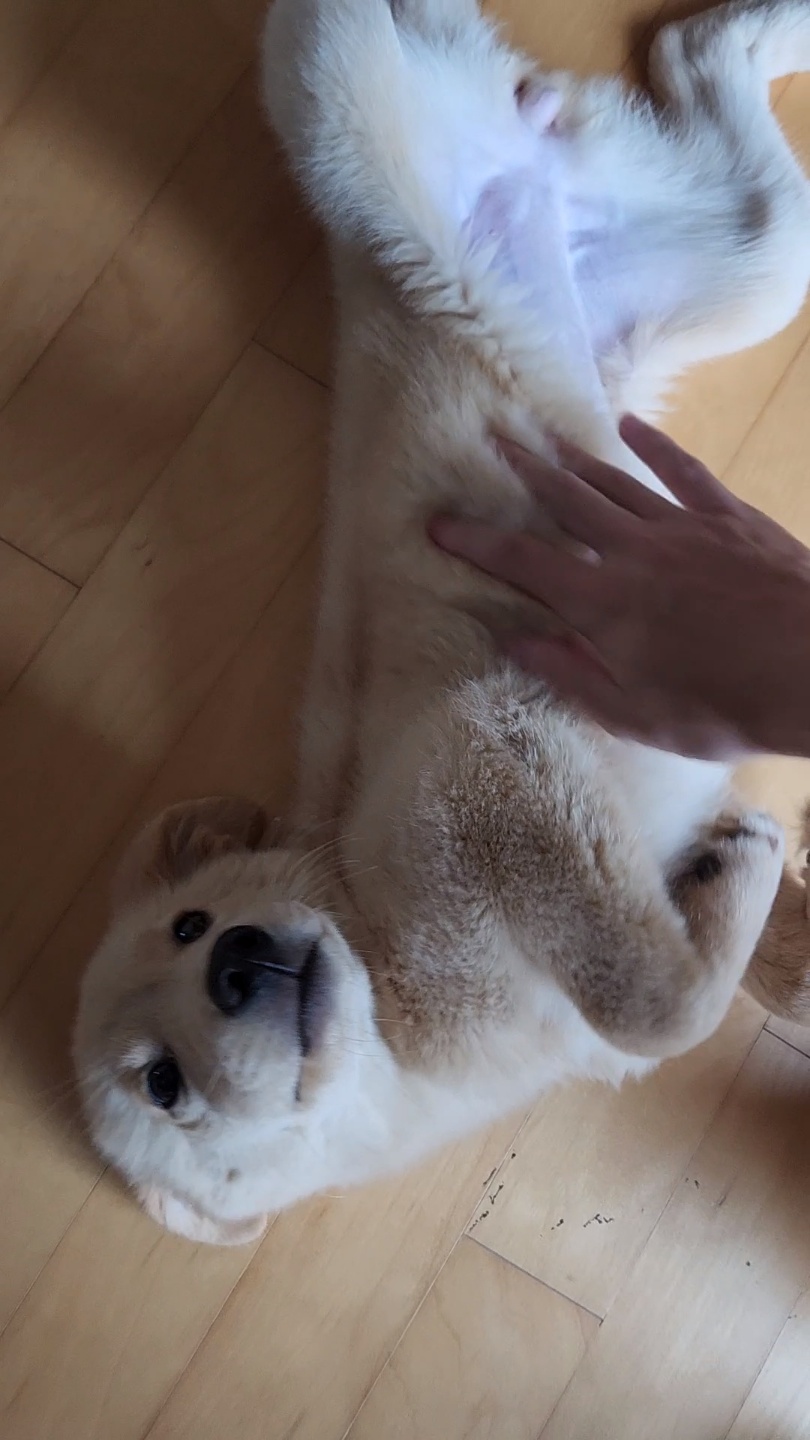 미카(사온이) 1주일차 후기