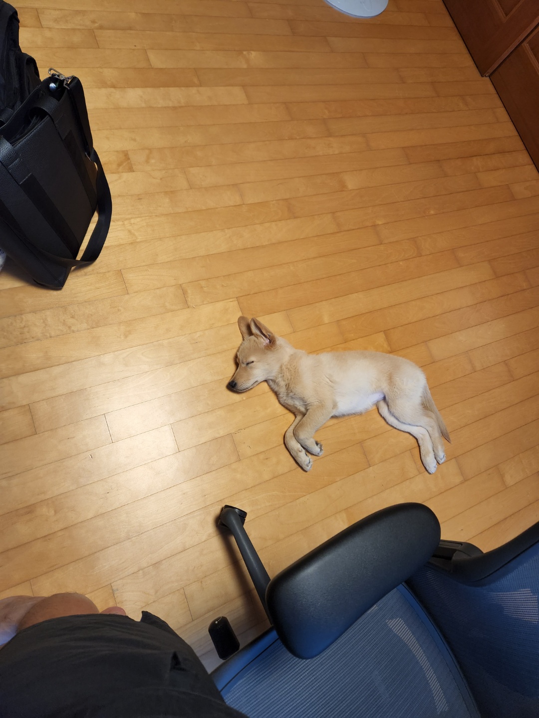 미카(사온이) 1주일차 후기