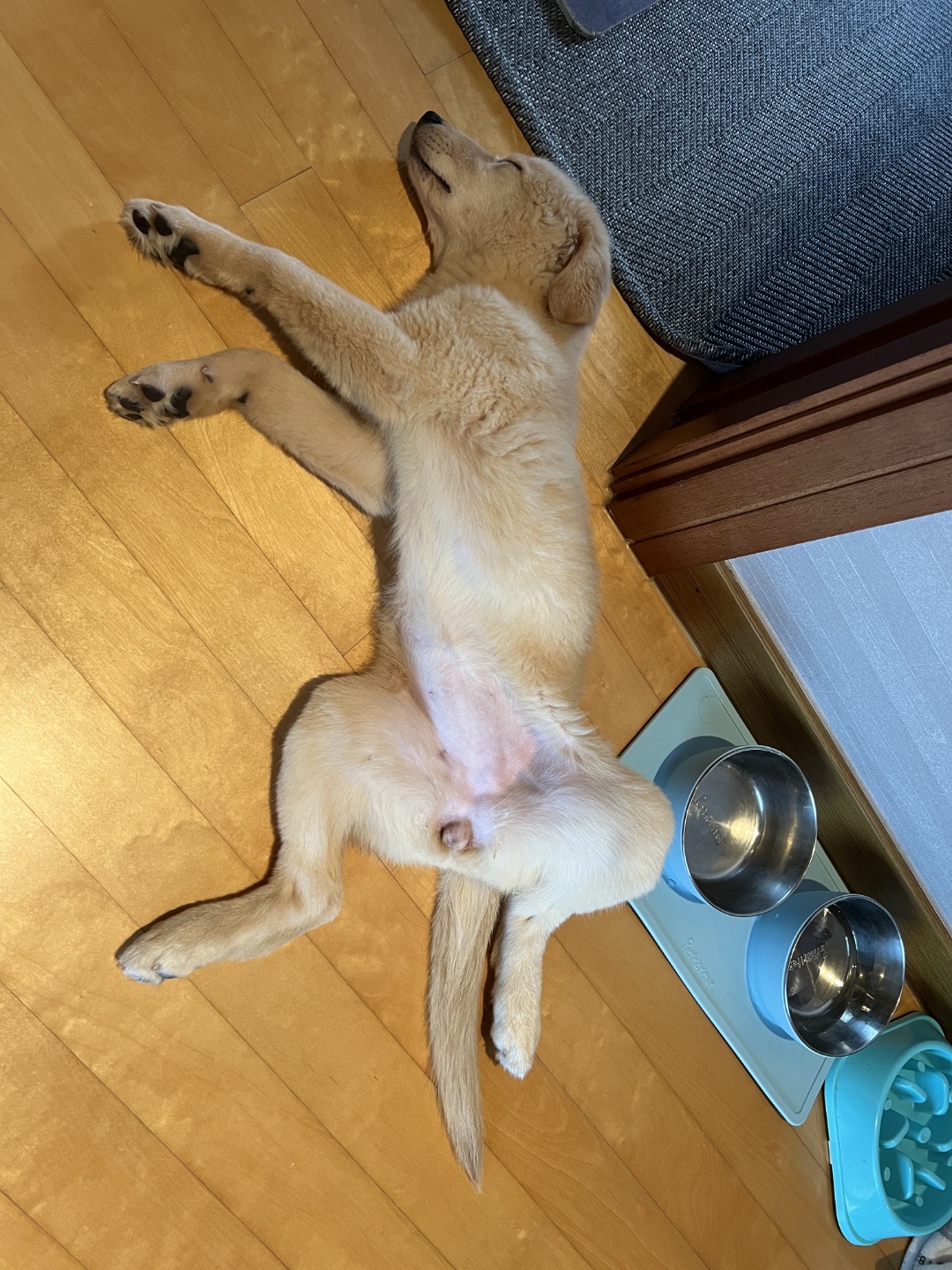 미카(사온이) 1주일차 후기