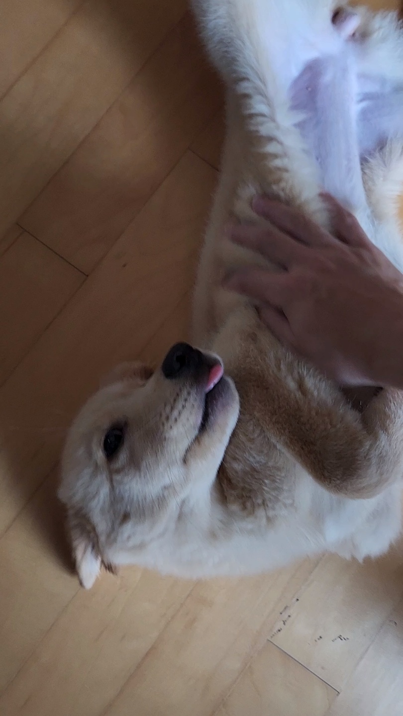 미카(사온이) 1주일차 후기