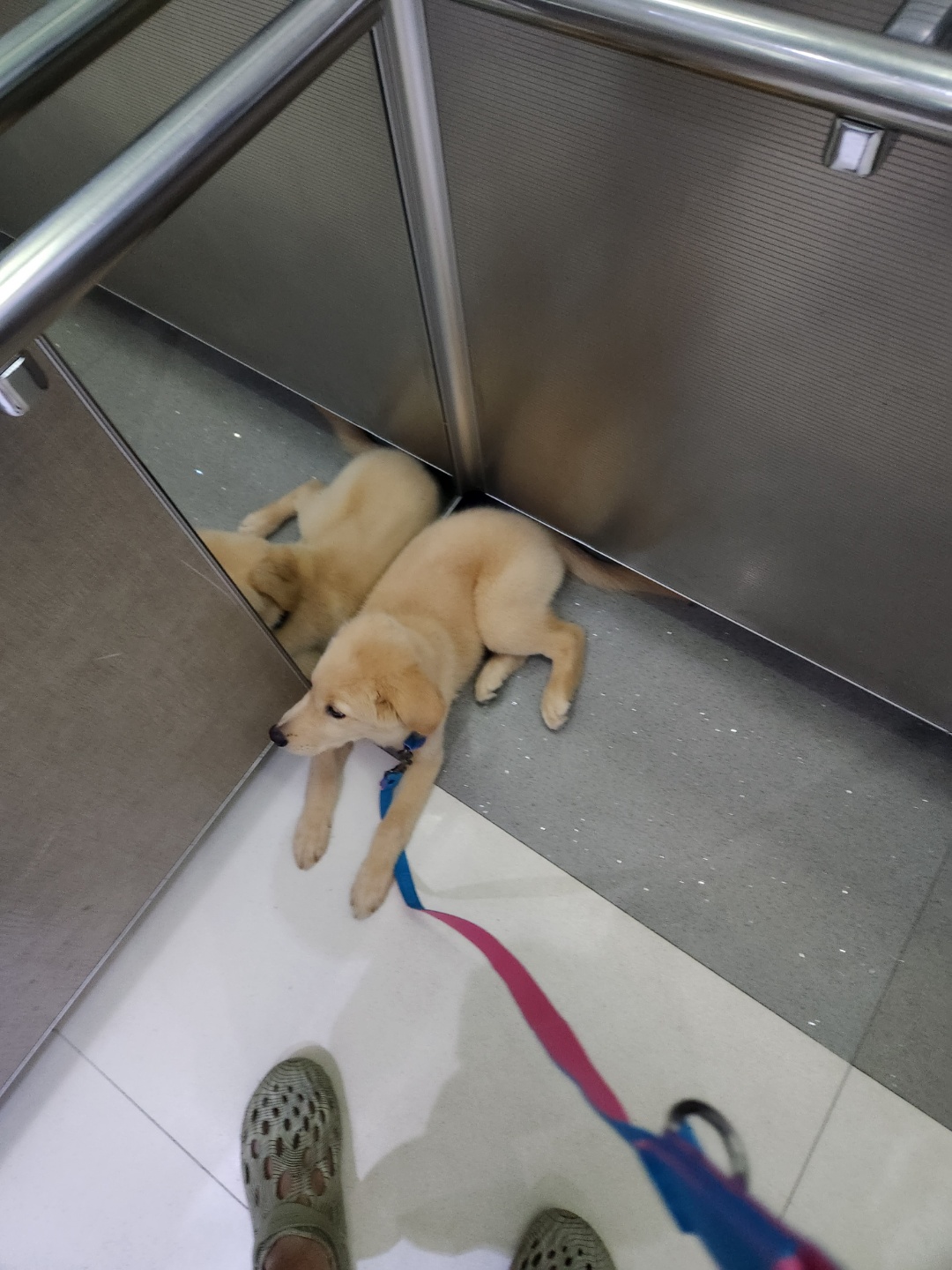 미카(사온이) 1주일차 후기