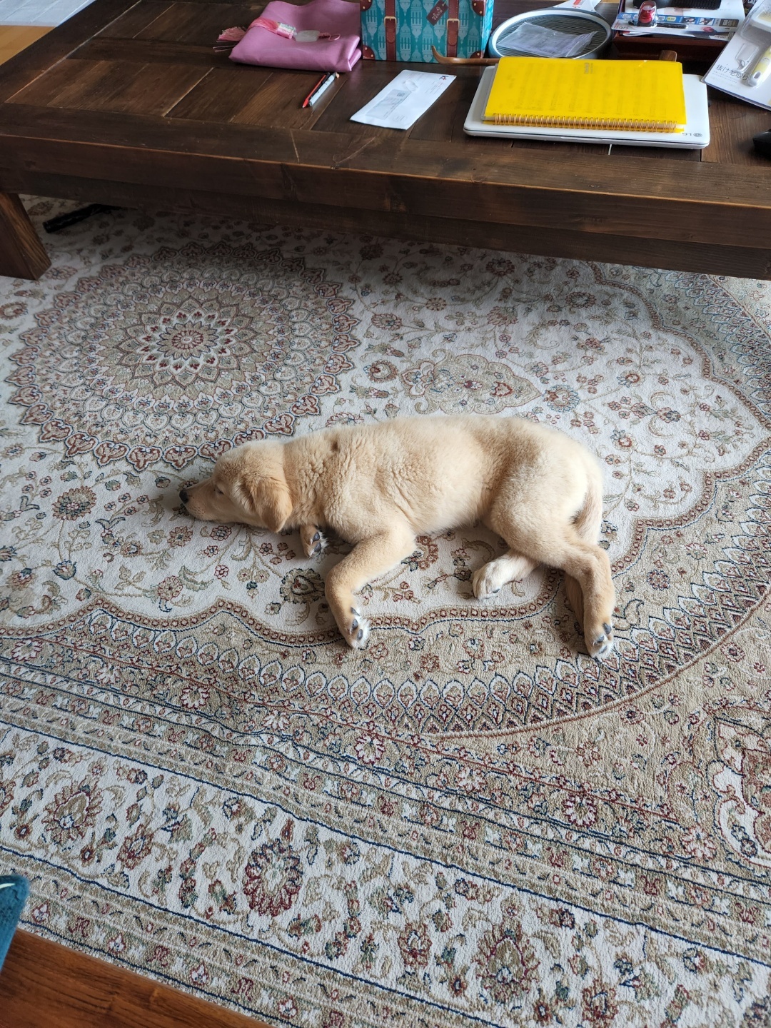 미카(사온이) 1주일차 후기