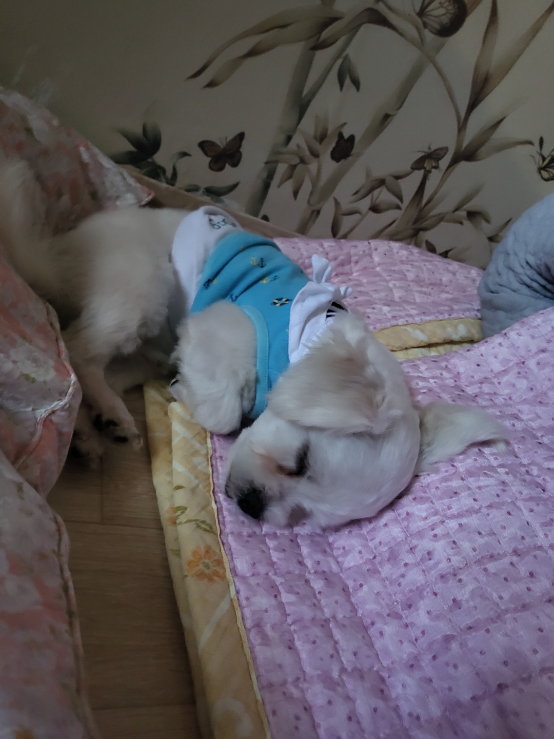 썬(포치)입양 한달이야기