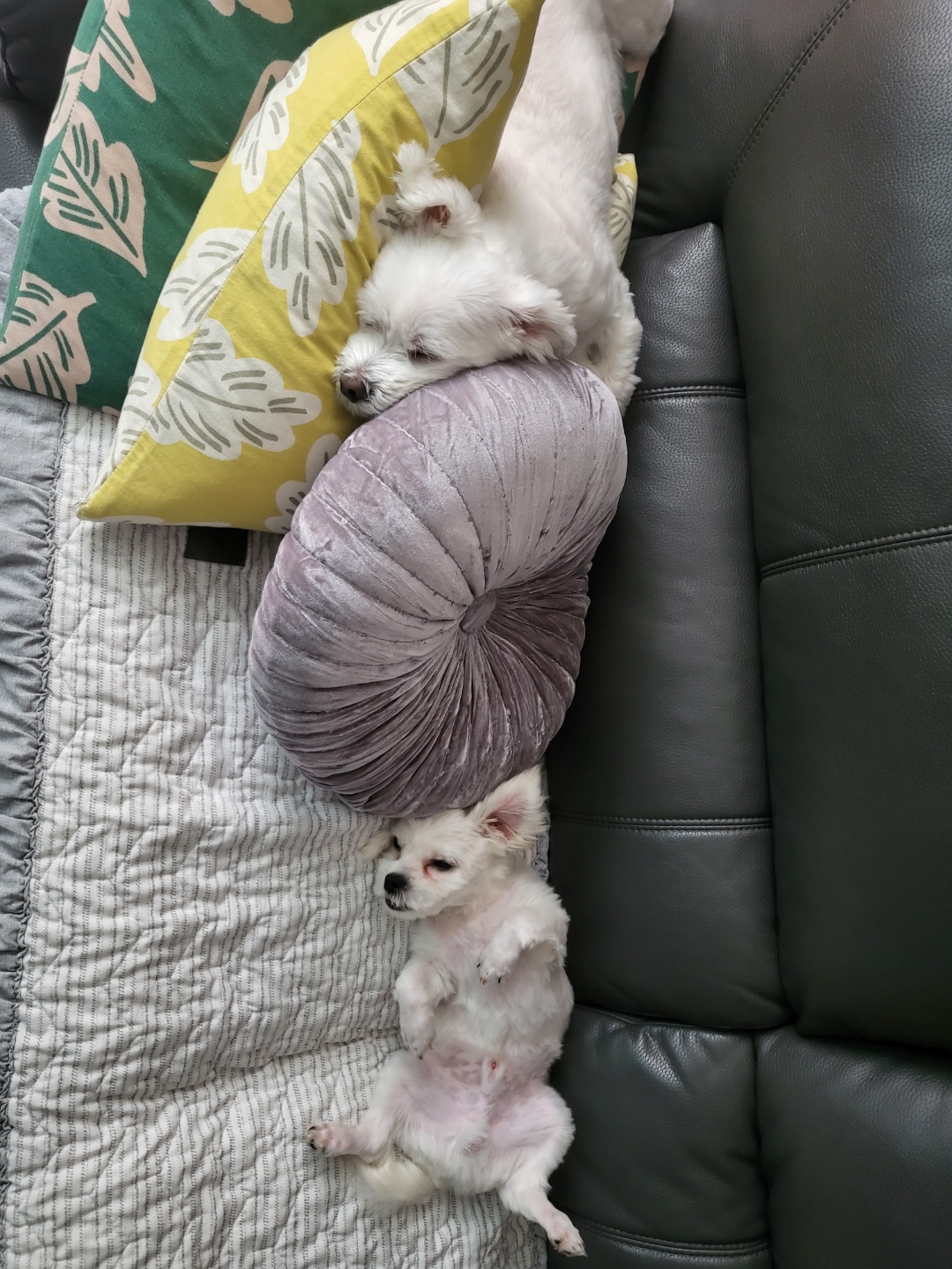 썬(포치)입양 한달이야기
