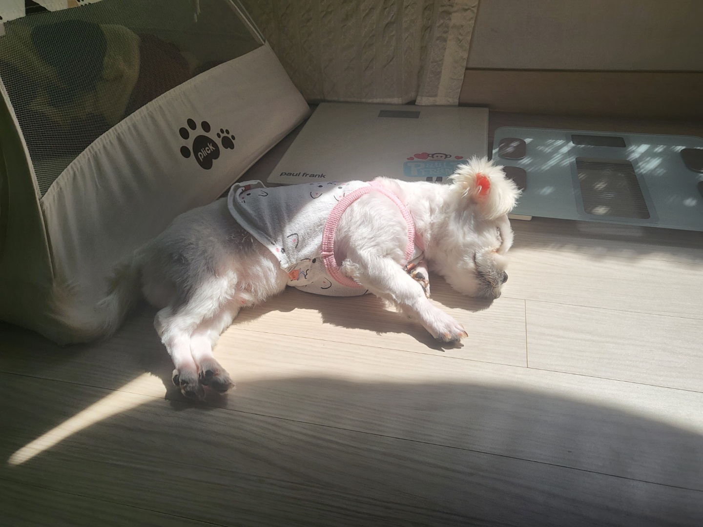 썬(포치)입양 한달이야기