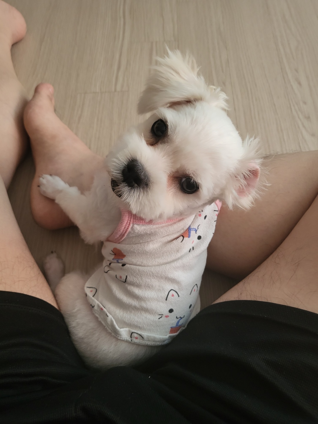 썬(포치)입양 한달이야기