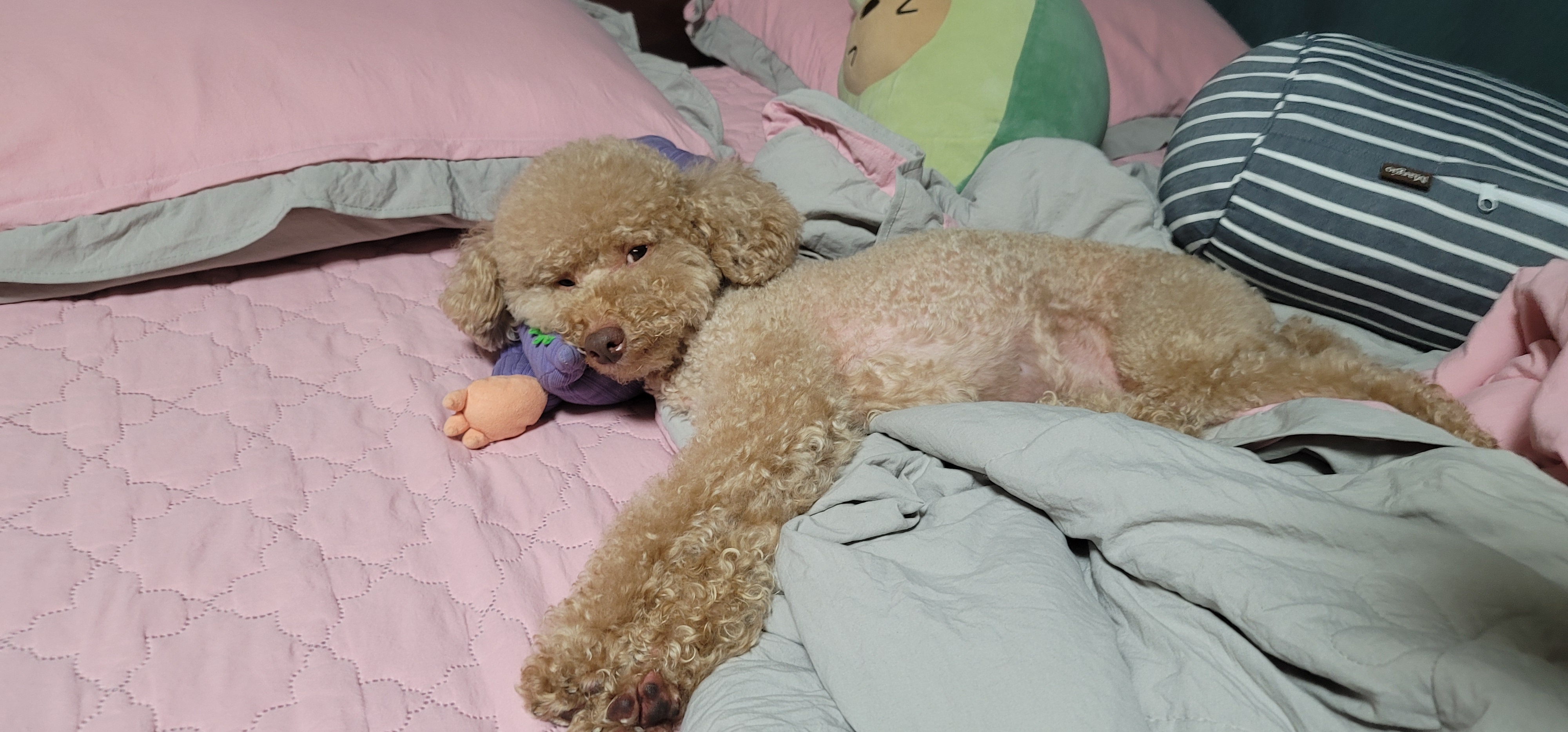 두나
