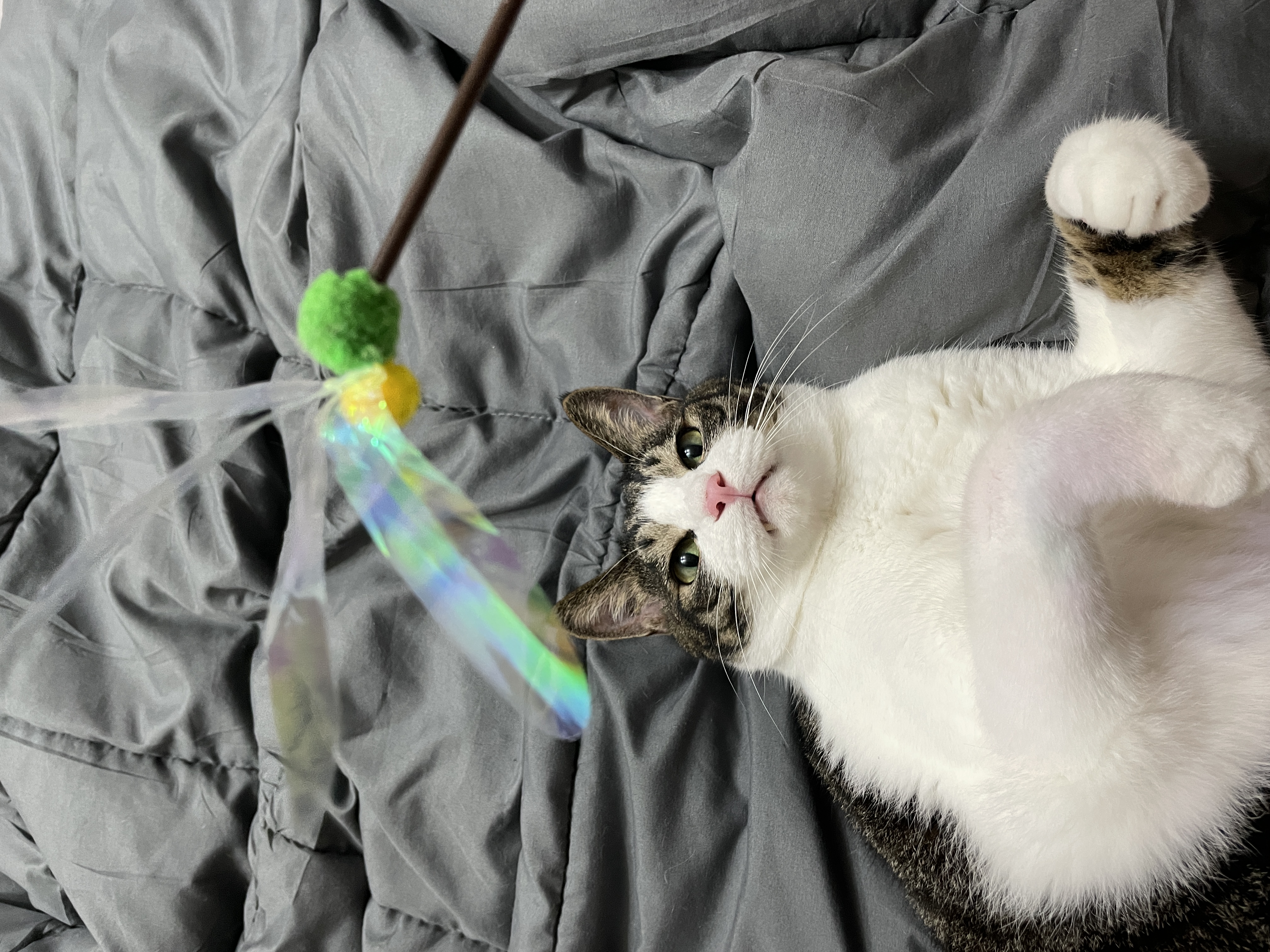 포트와 노이
