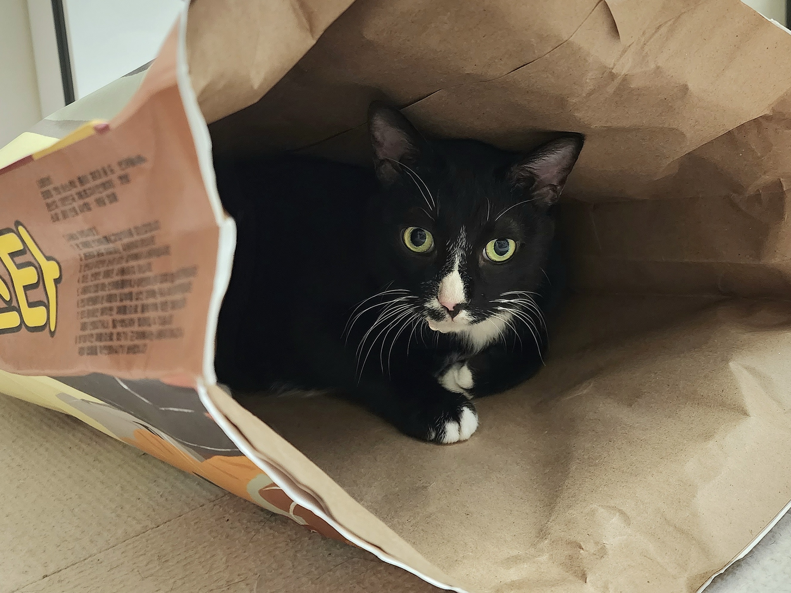 흰 양말 버찌 입양 전제 임보 한달 후기!