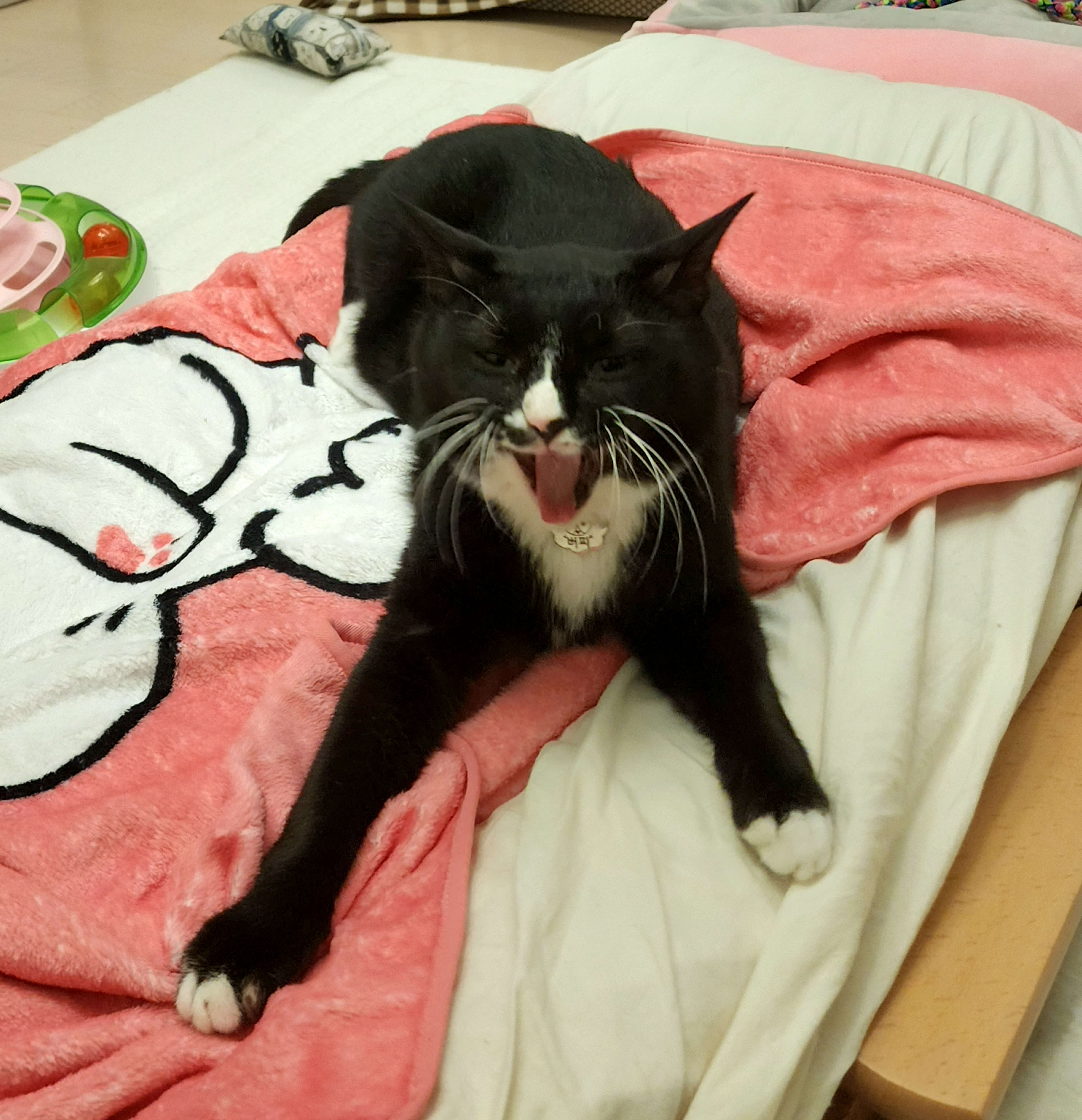 흰 양말 버찌 입양 전제 임보 한달 후기!