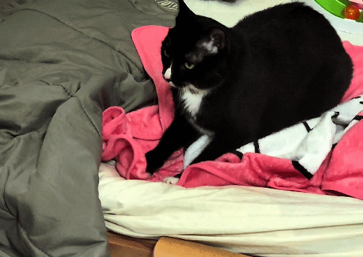 흰 양말 버찌 입양 전제 임보 한달 후기!