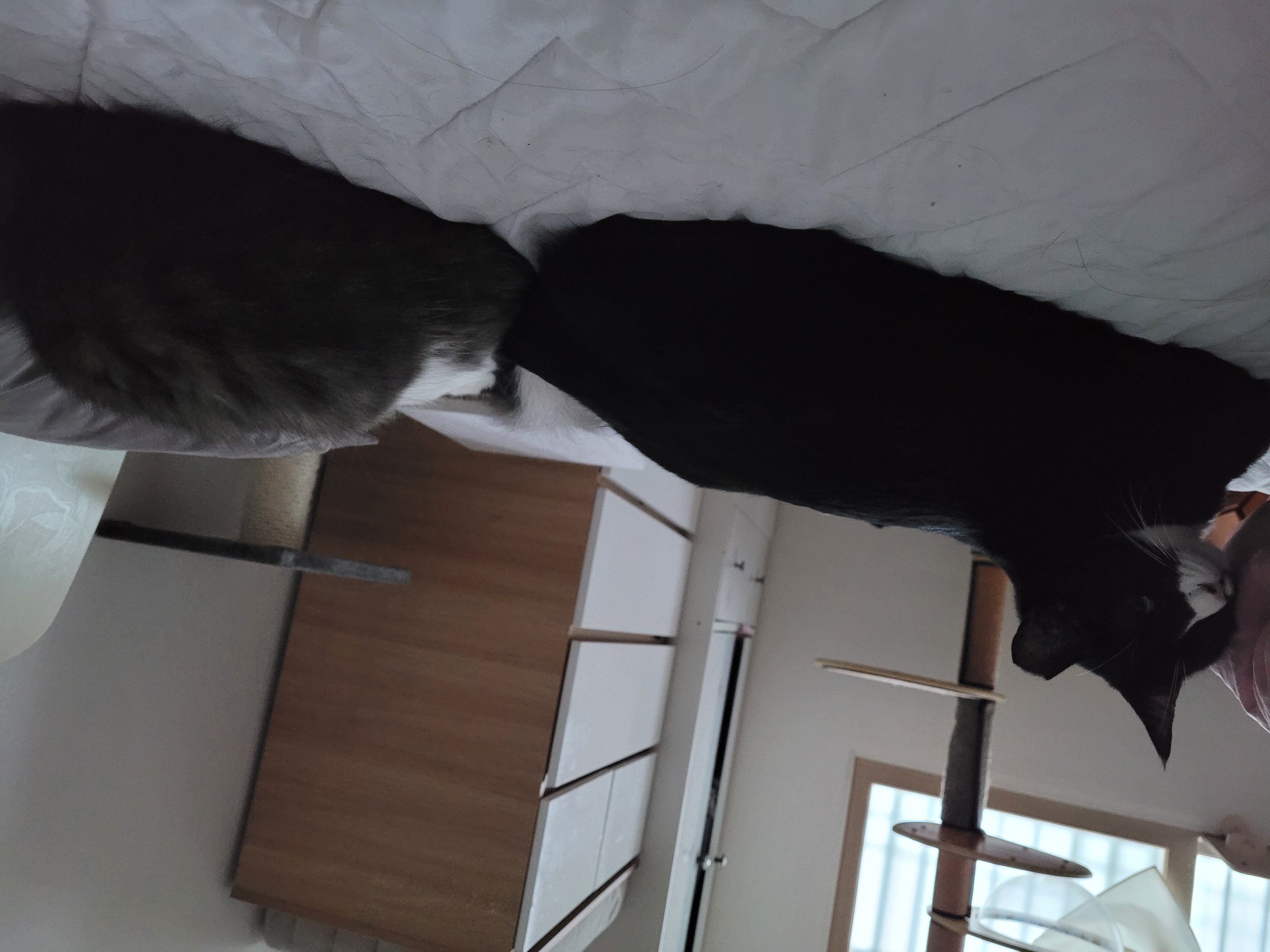 레오(이루)4개월 적응기