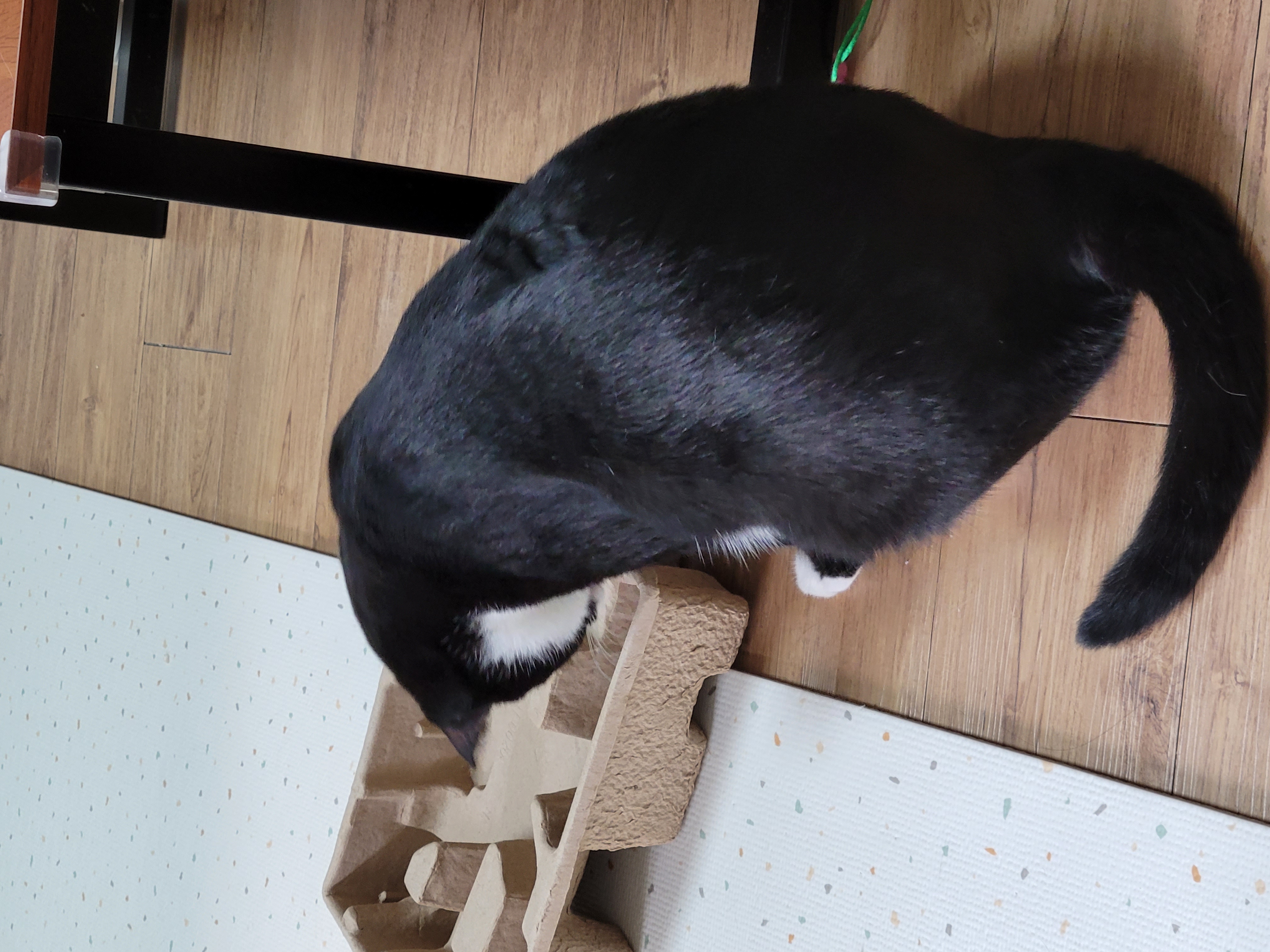 레오(이루)4개월 적응기