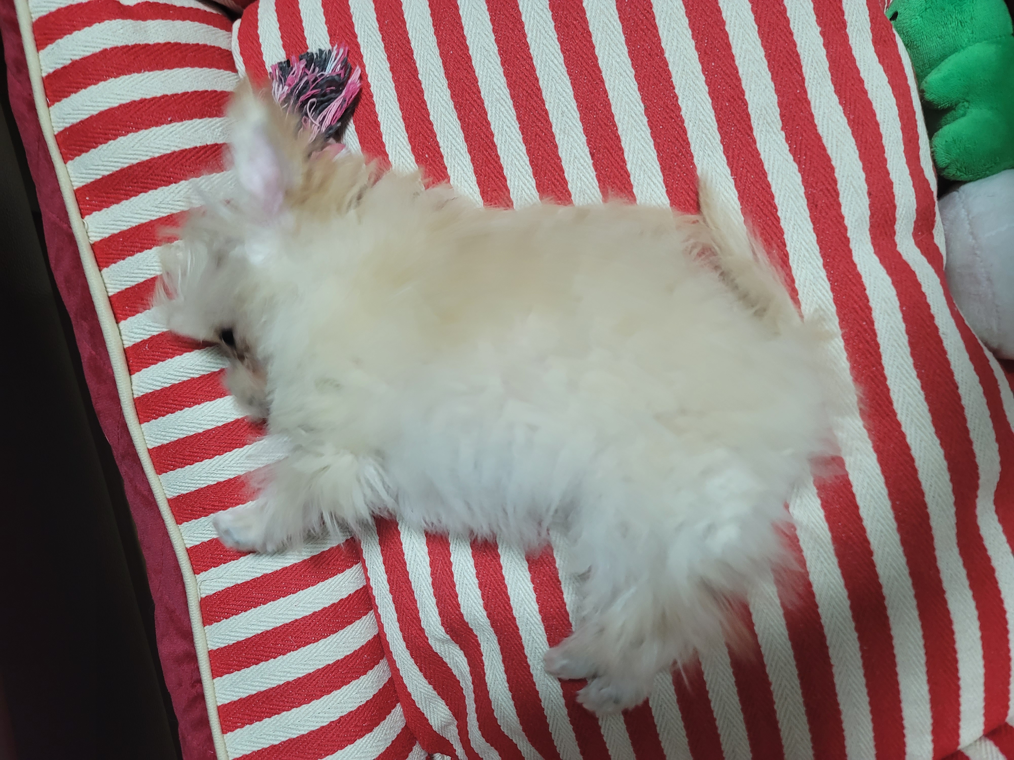 엘디 입양 일주일 후기♡