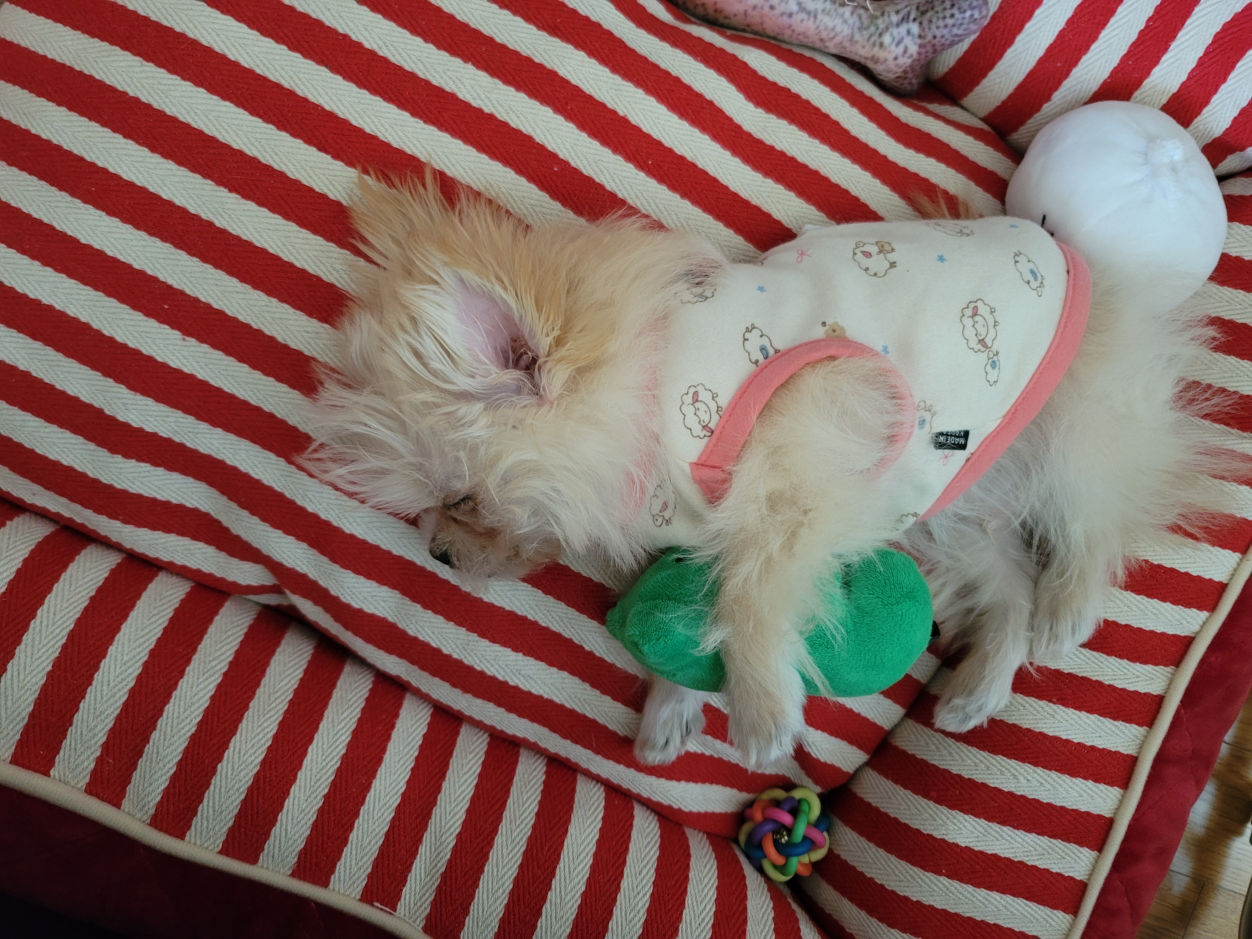 엘디 입양 일주일 후기♡