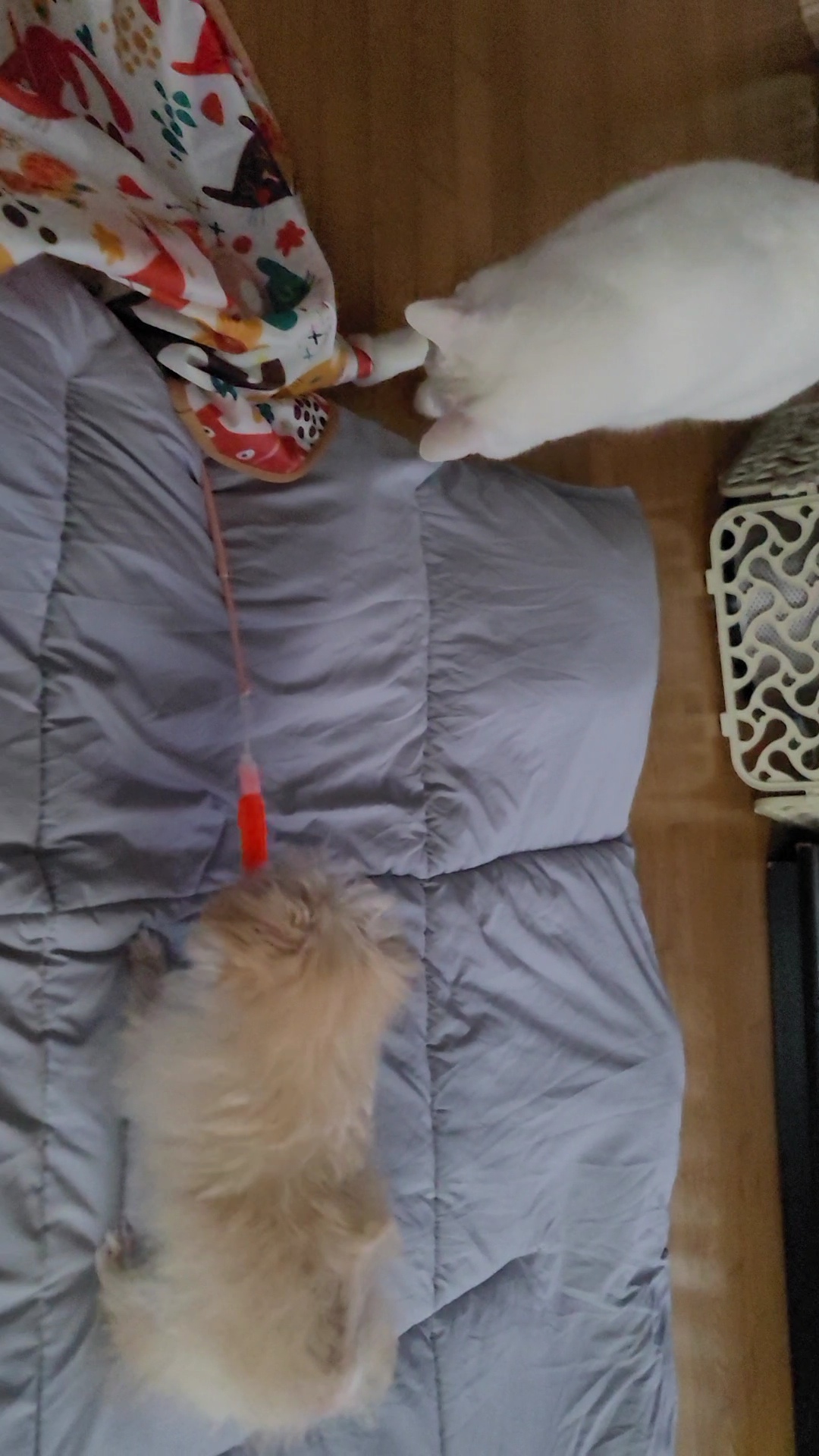 엘디 입양 일주일 후기♡