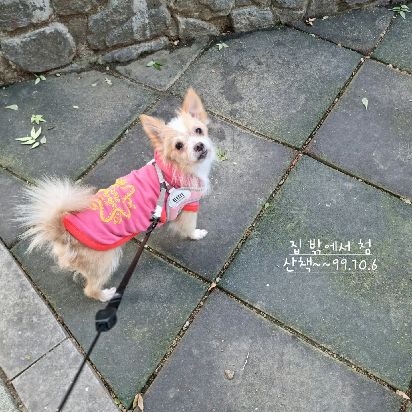 예쁜포나  임보일지