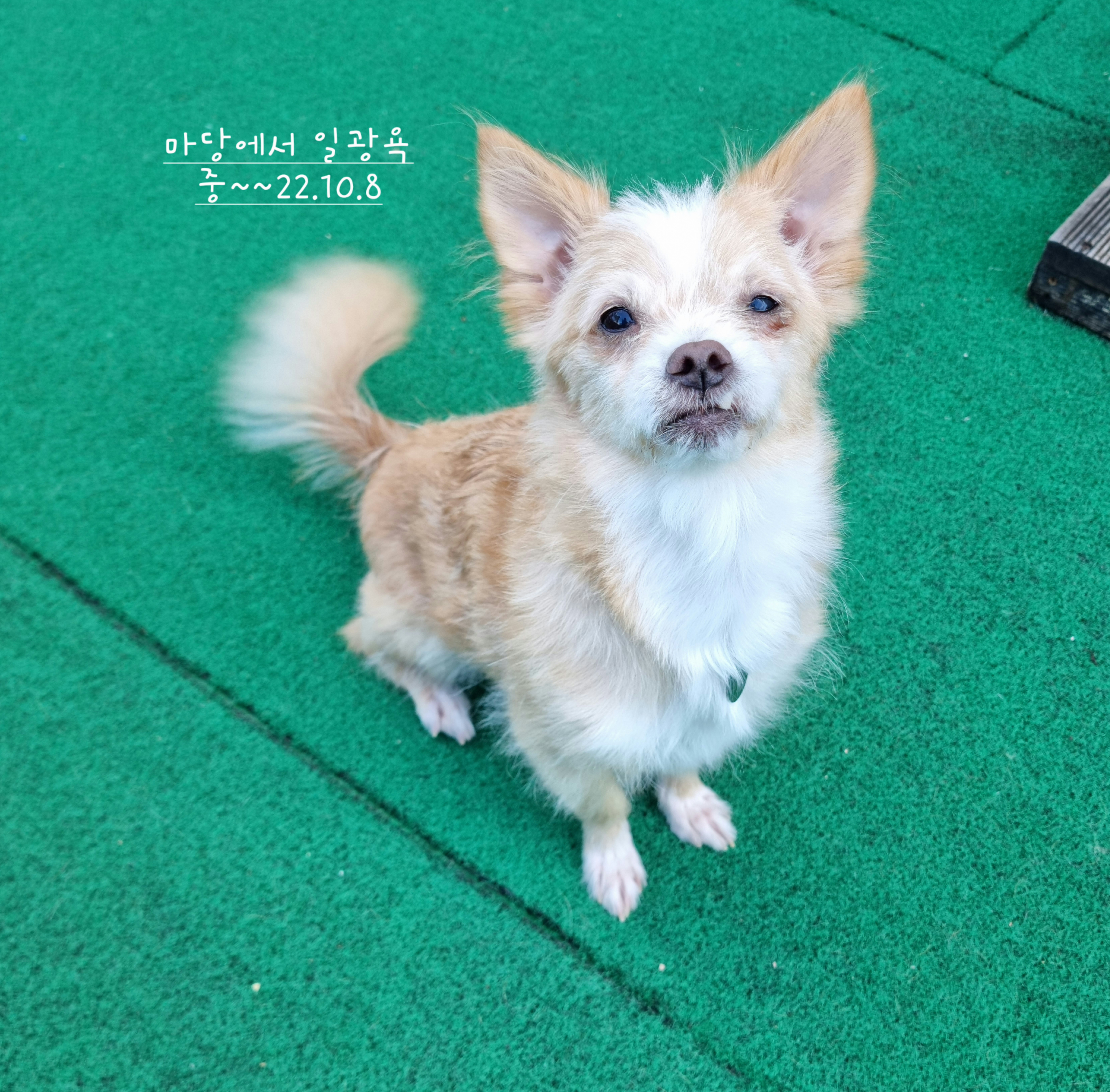 예쁜포나  임보일지