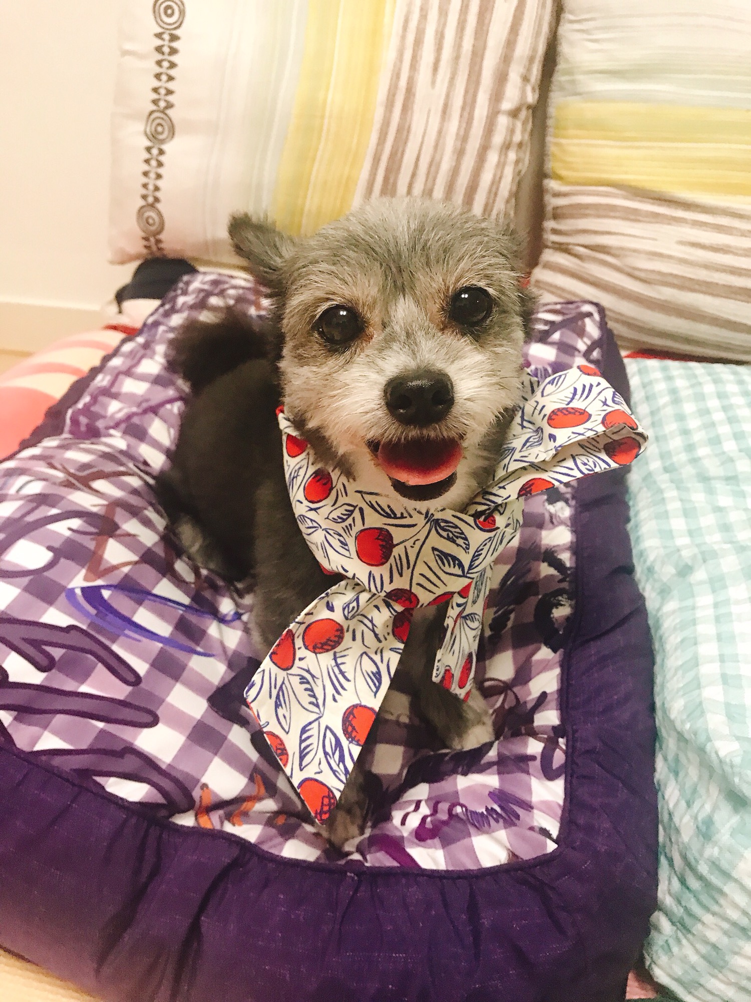 예쁜 우리 큰딸 단이가 별이 되었어요. 