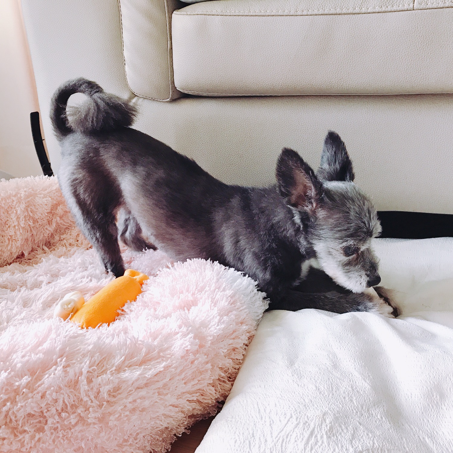 예쁜 우리 큰딸 단이가 별이 되었어요. 