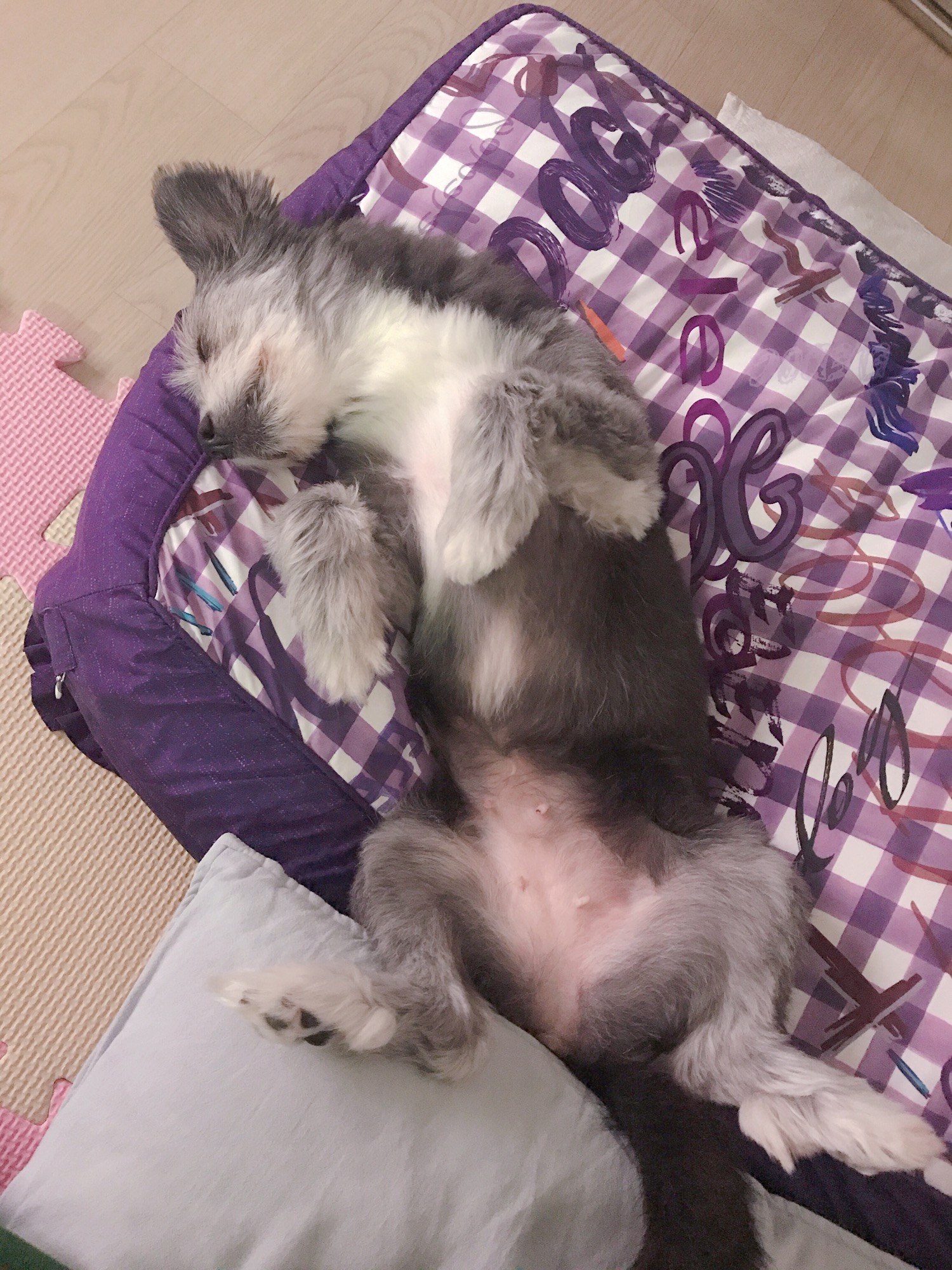 예쁜 우리 큰딸 단이가 별이 되었어요. 