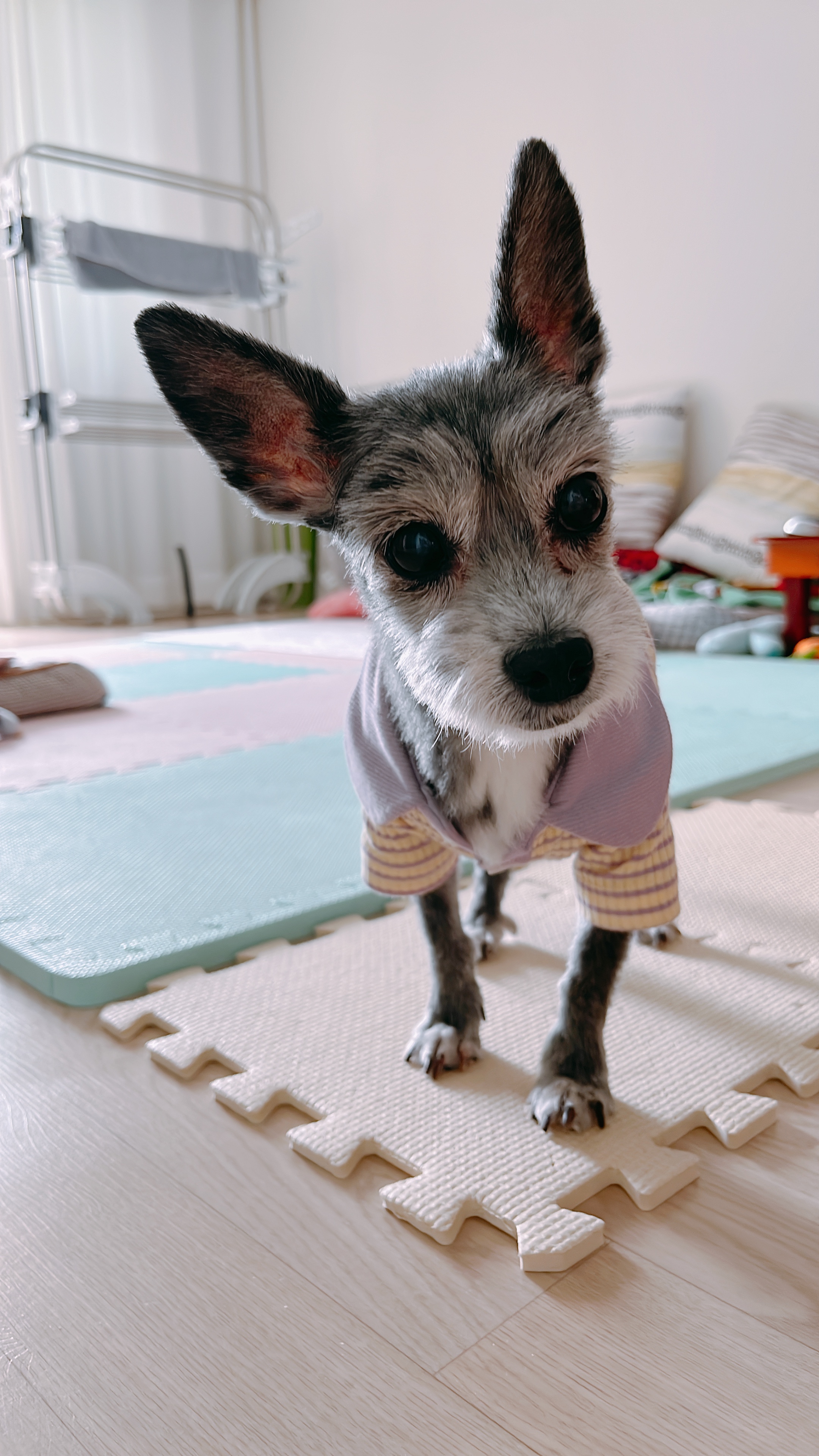 예쁜 우리 큰딸 단이가 별이 되었어요. 