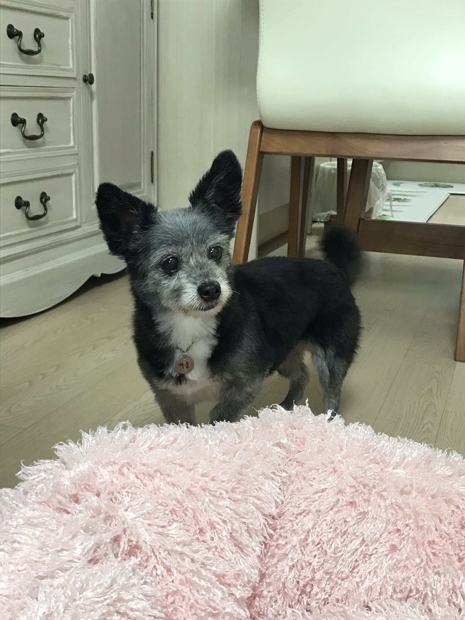 예쁜 우리 큰딸 단이가 별이 되었어요. 