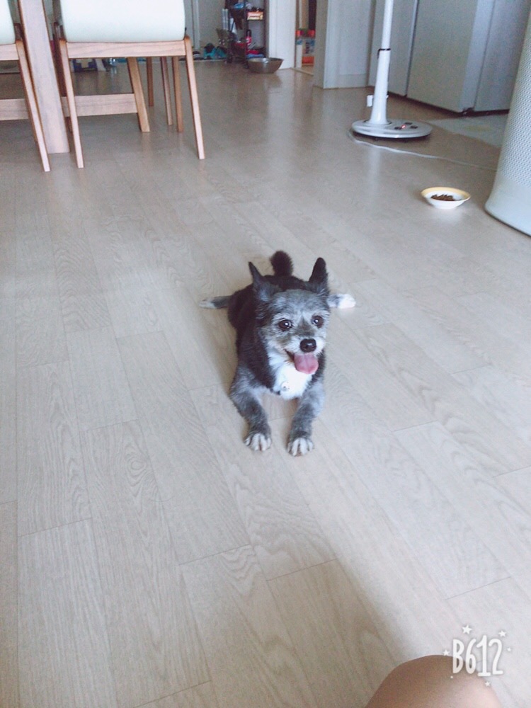 예쁜 우리 큰딸 단이가 별이 되었어요. 