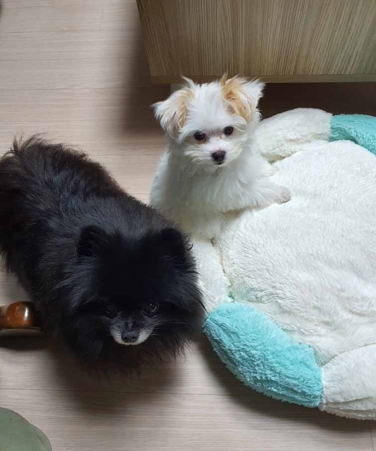 아츄(아투) 입양 1주일차 후기!