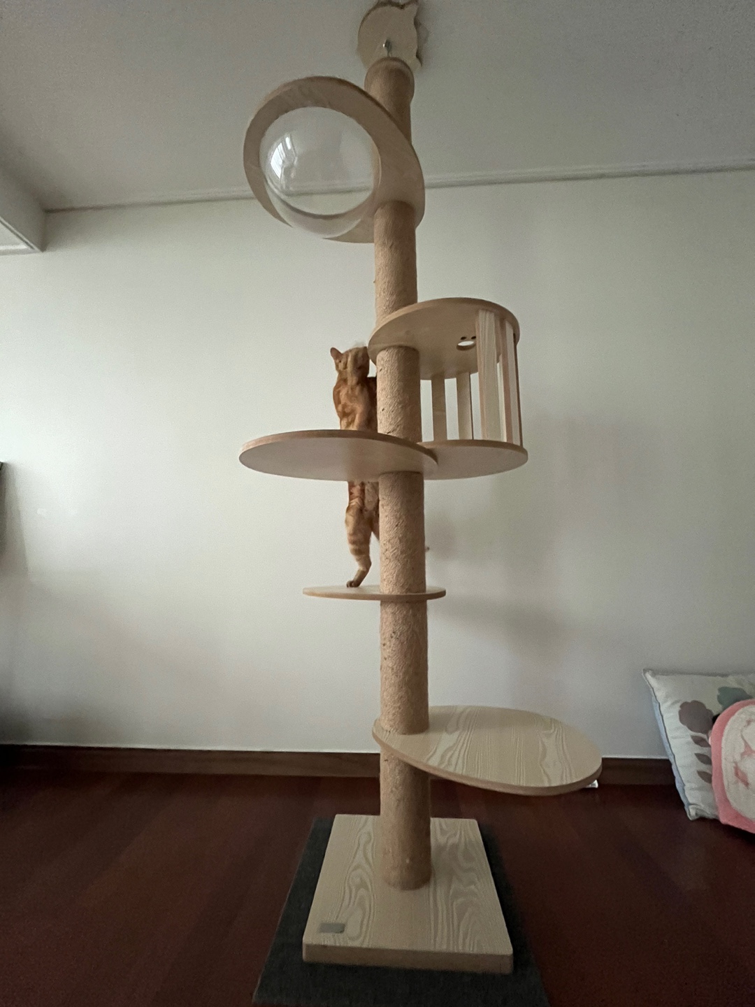 용식이 입양한달