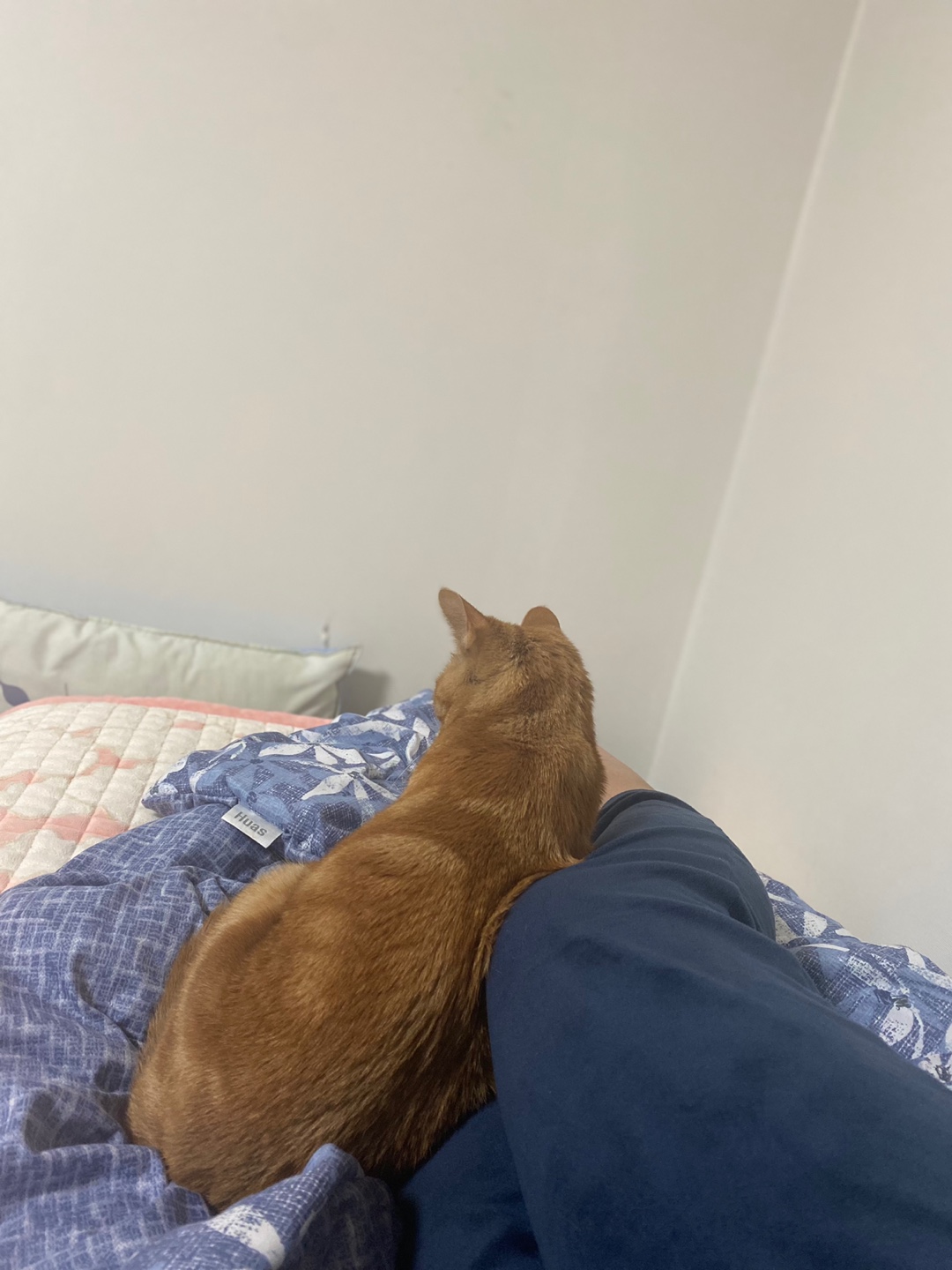 용식이 입양한달