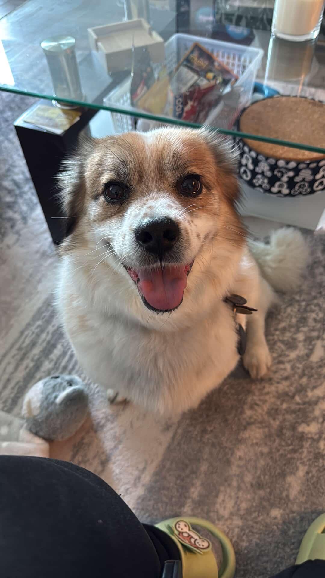 [해외입양] 캐나다 밴쿠버에서 전해온 '도치' 소식