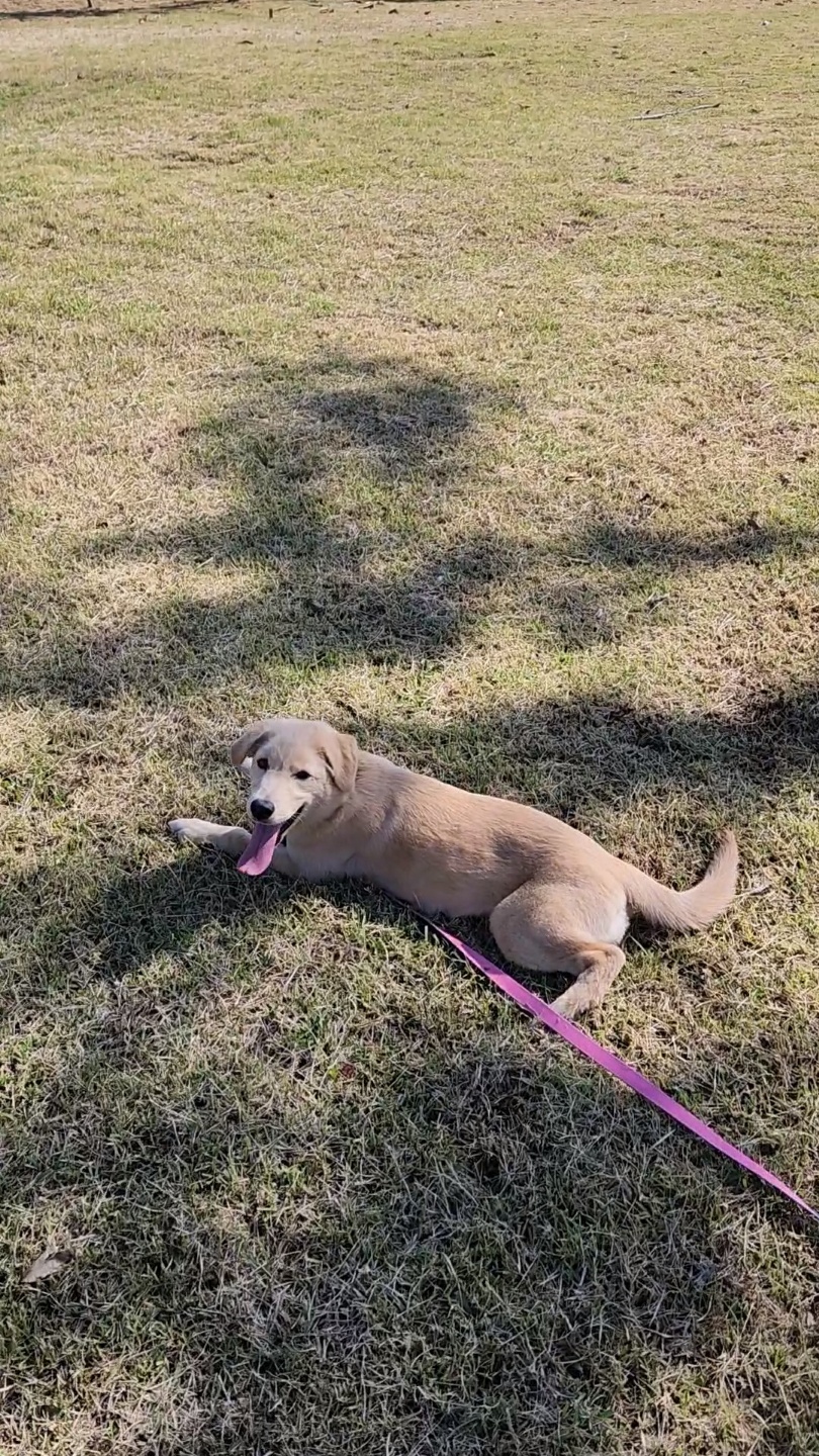 미카(사온이) 한달 후기