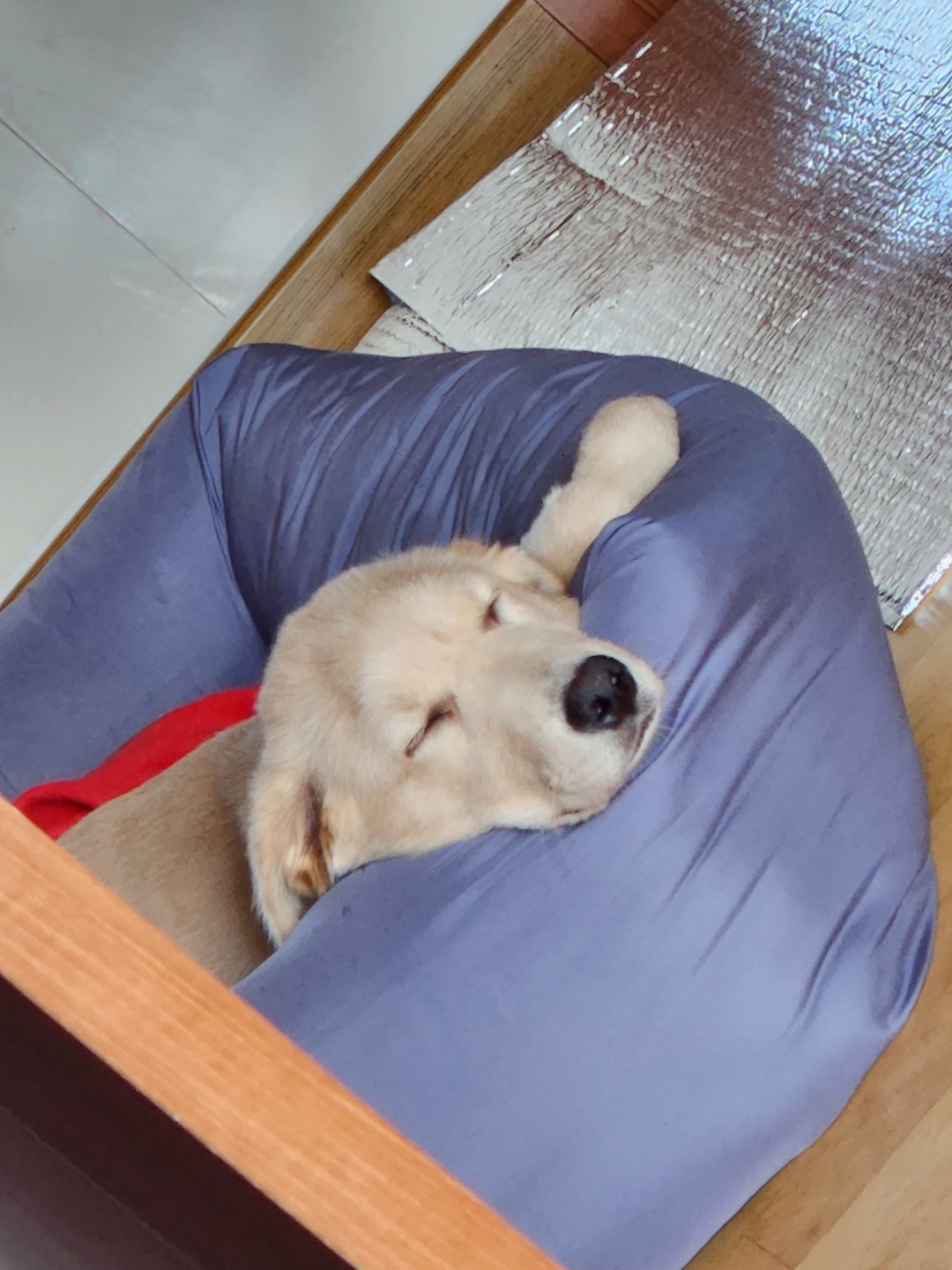 미카(사온이) 한달 후기