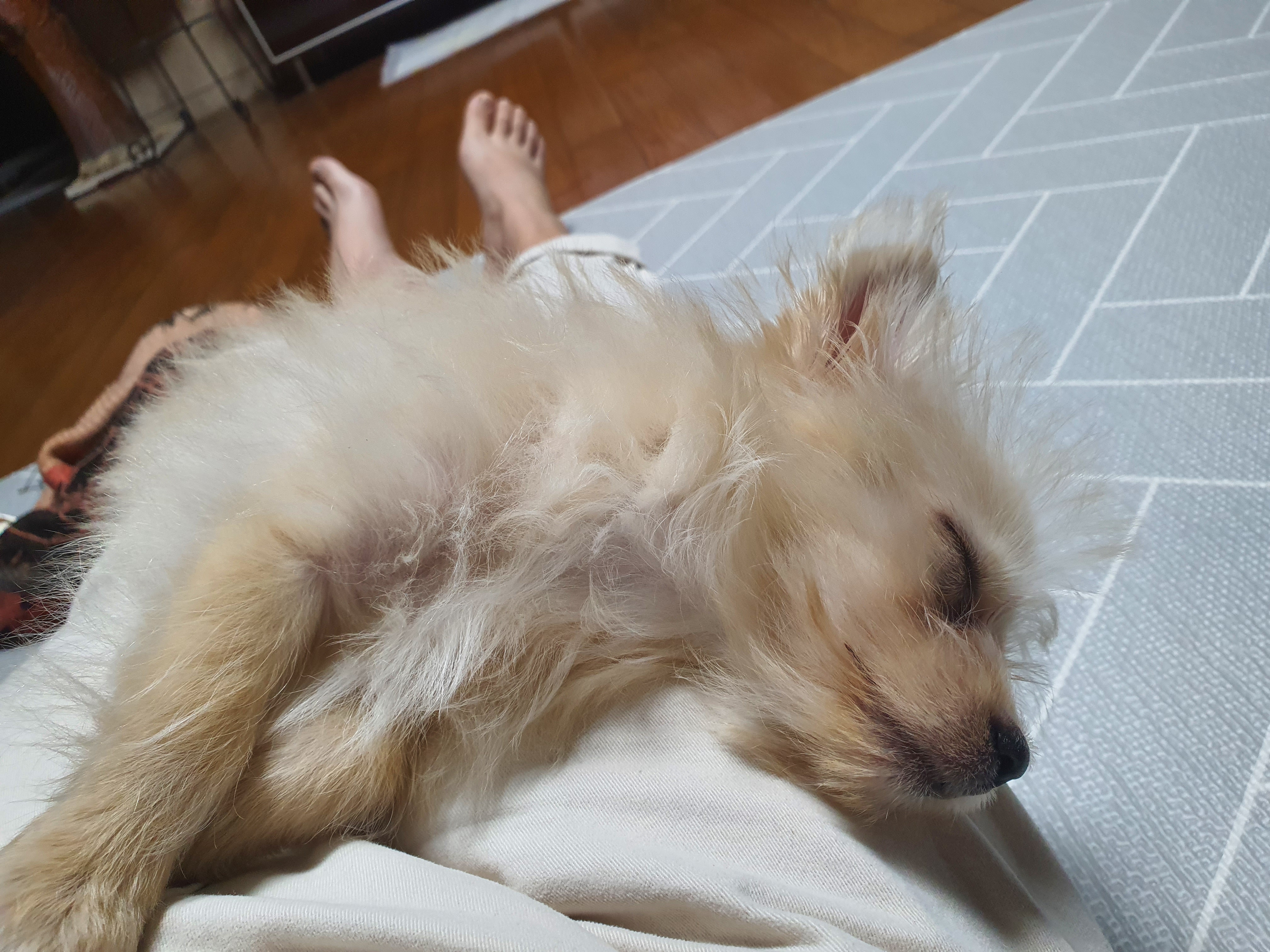 토리(소이)와 가족이 된 지 7일차