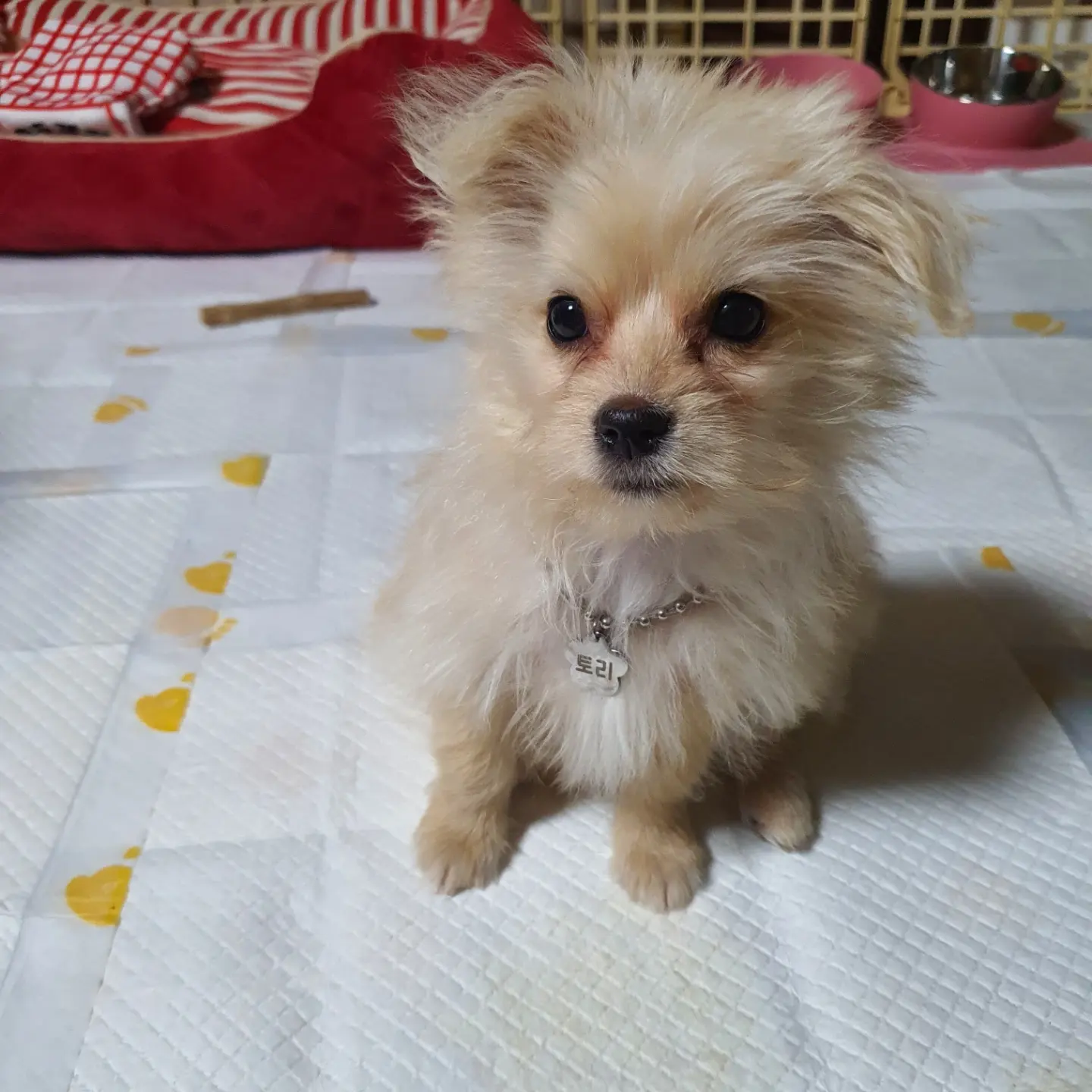 토리(소이)와 가족이 된 지 7일차