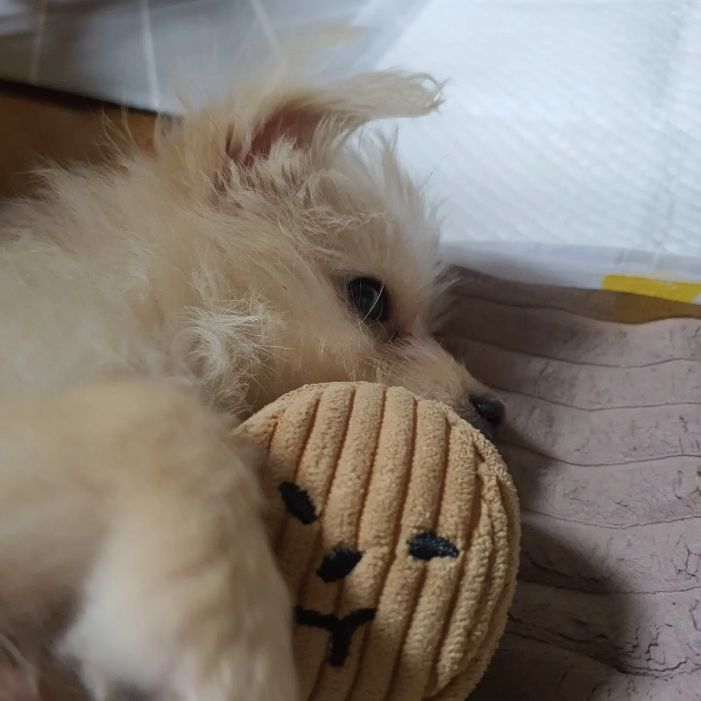 토리(소이)와 가족이 된 지 7일차